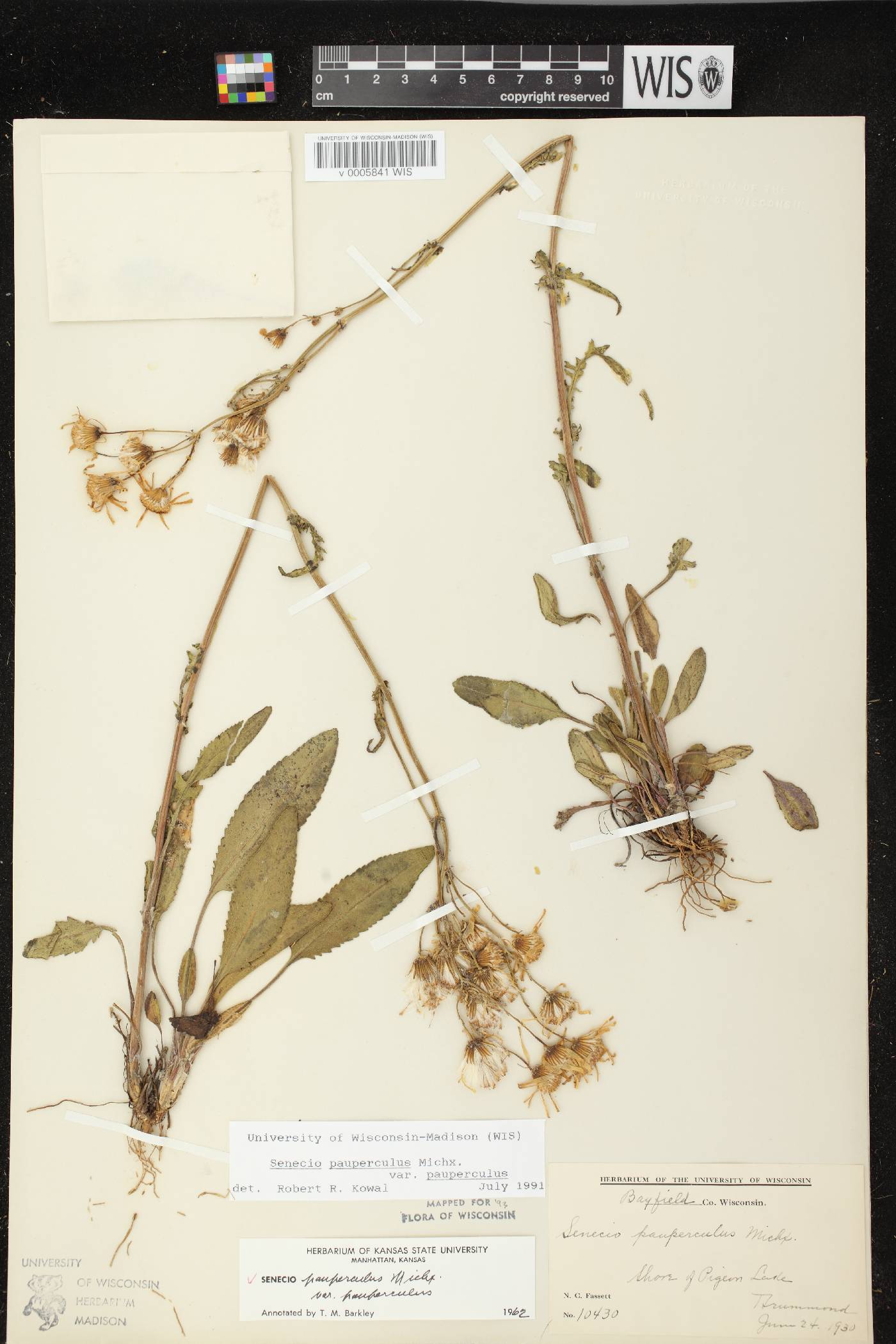Packera paupercula image