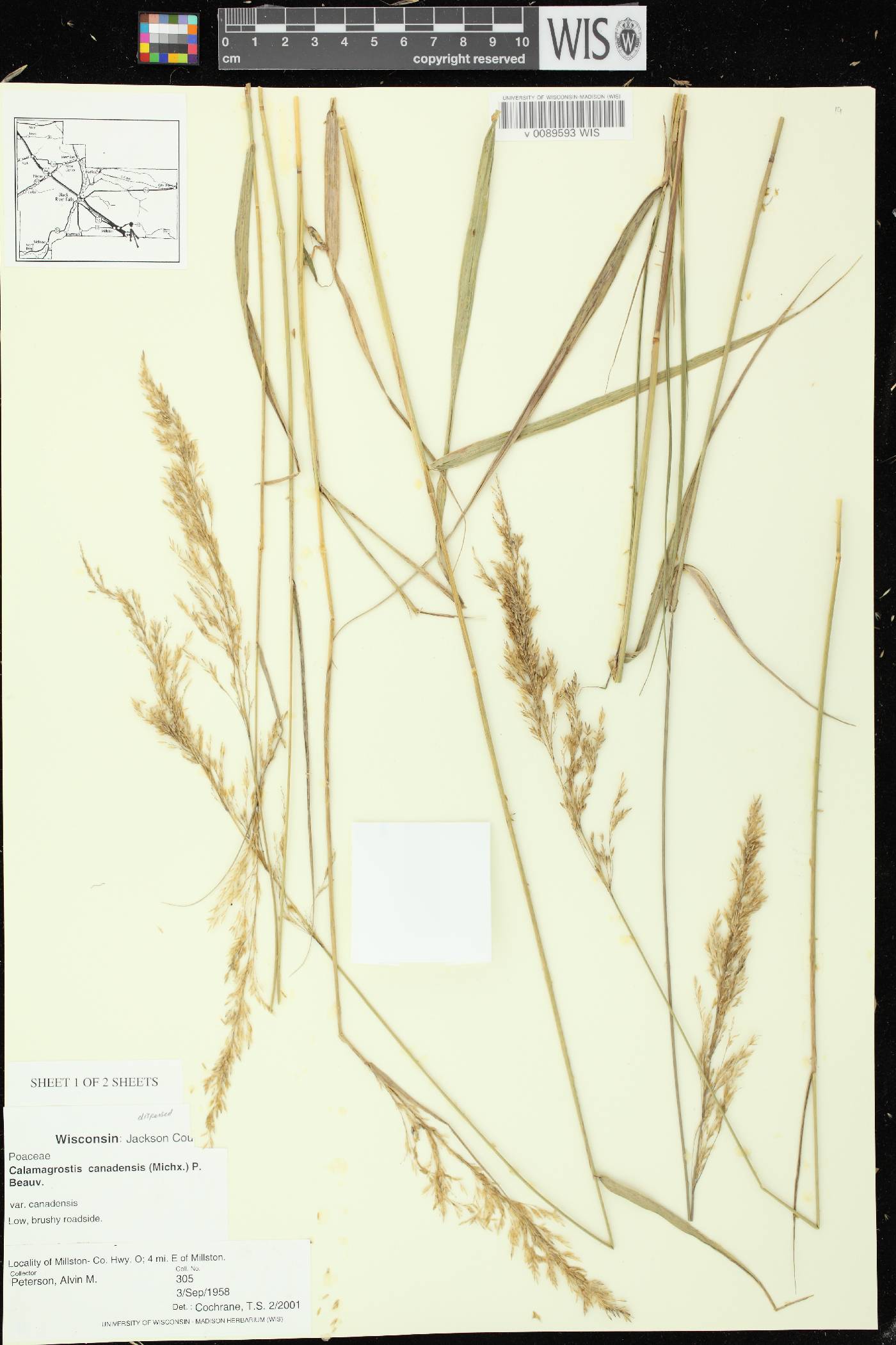 Calamagrostis canadensis var. canadensis image