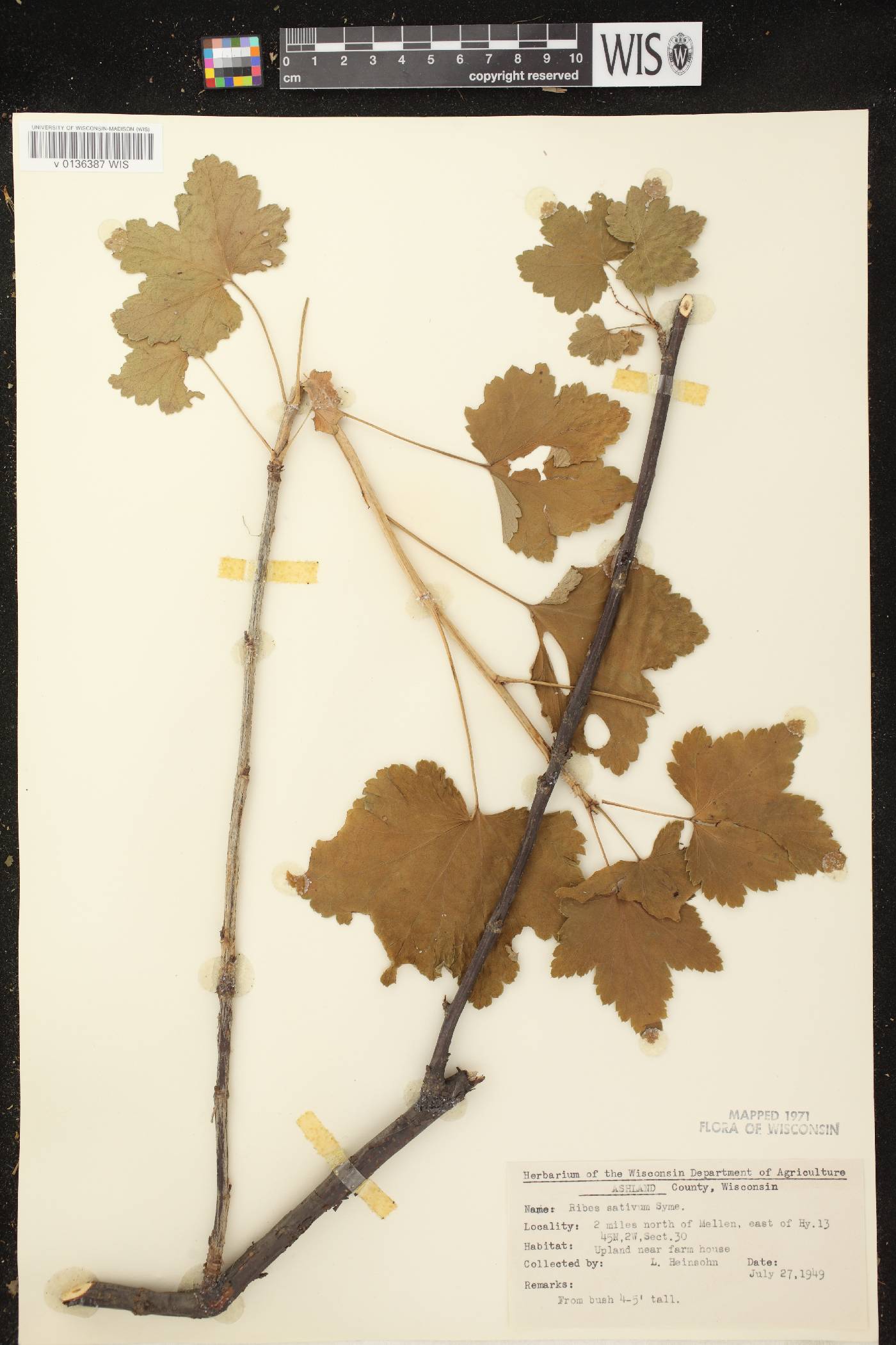 Ribes rubrum image