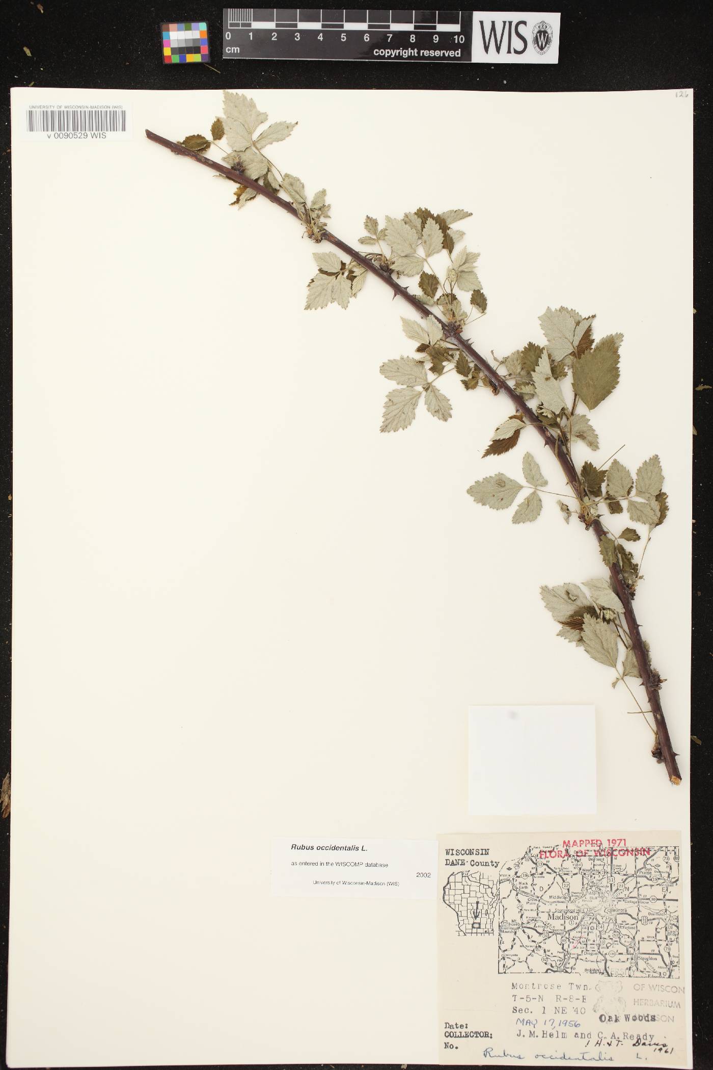 Rubus occidentalis image