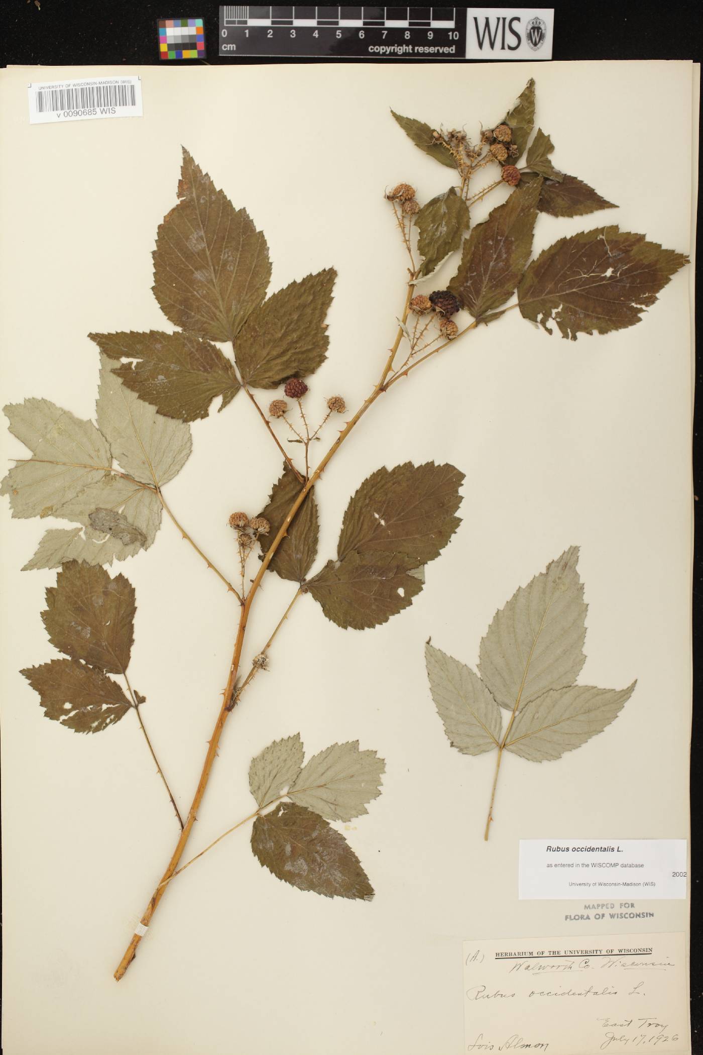 Rubus occidentalis image