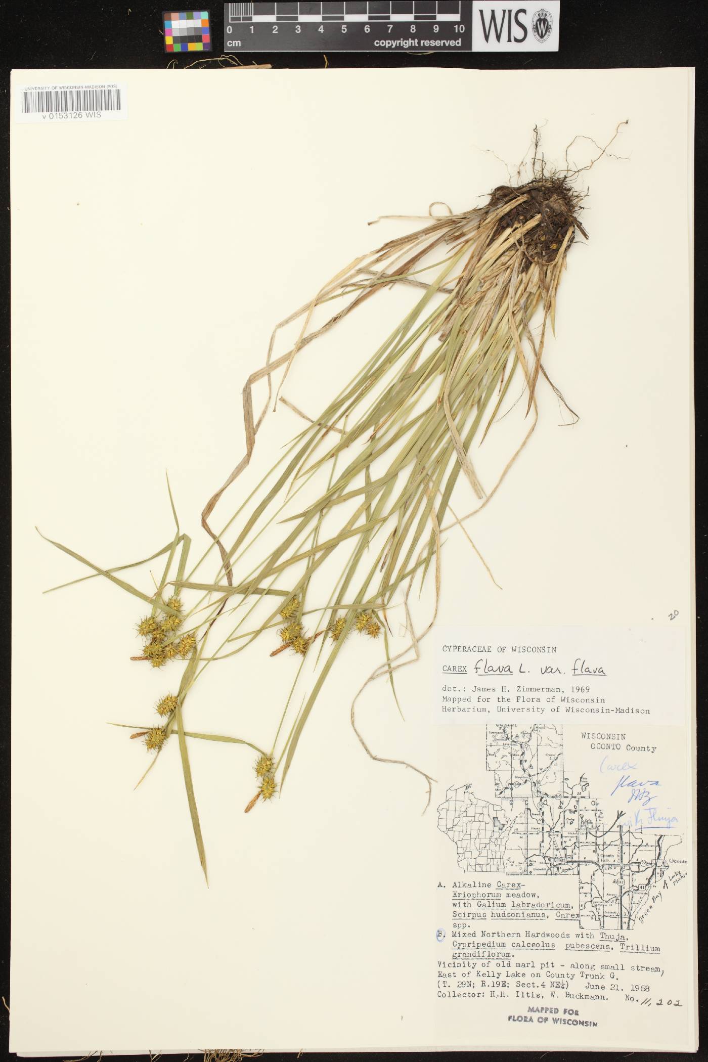 Carex flava image