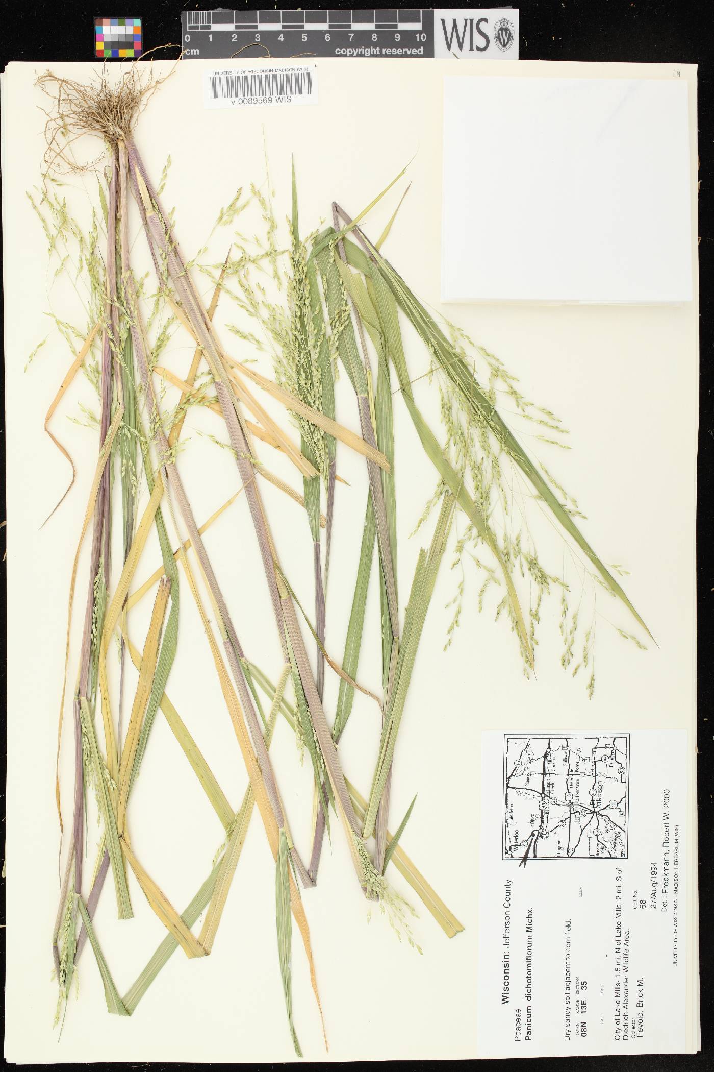 Panicum dichotomiflorum subsp. dichotomiflorum image