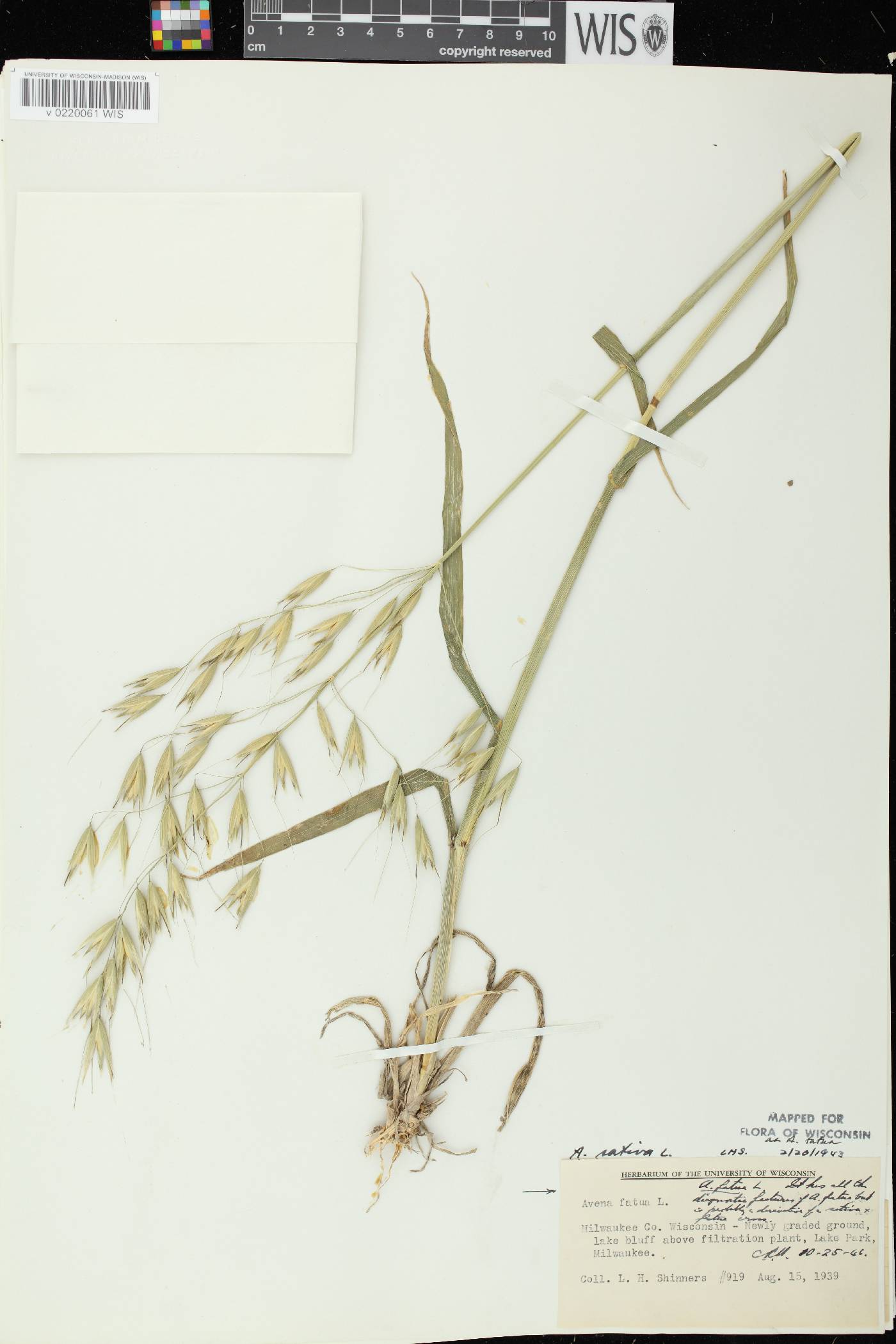 Avena fatua image