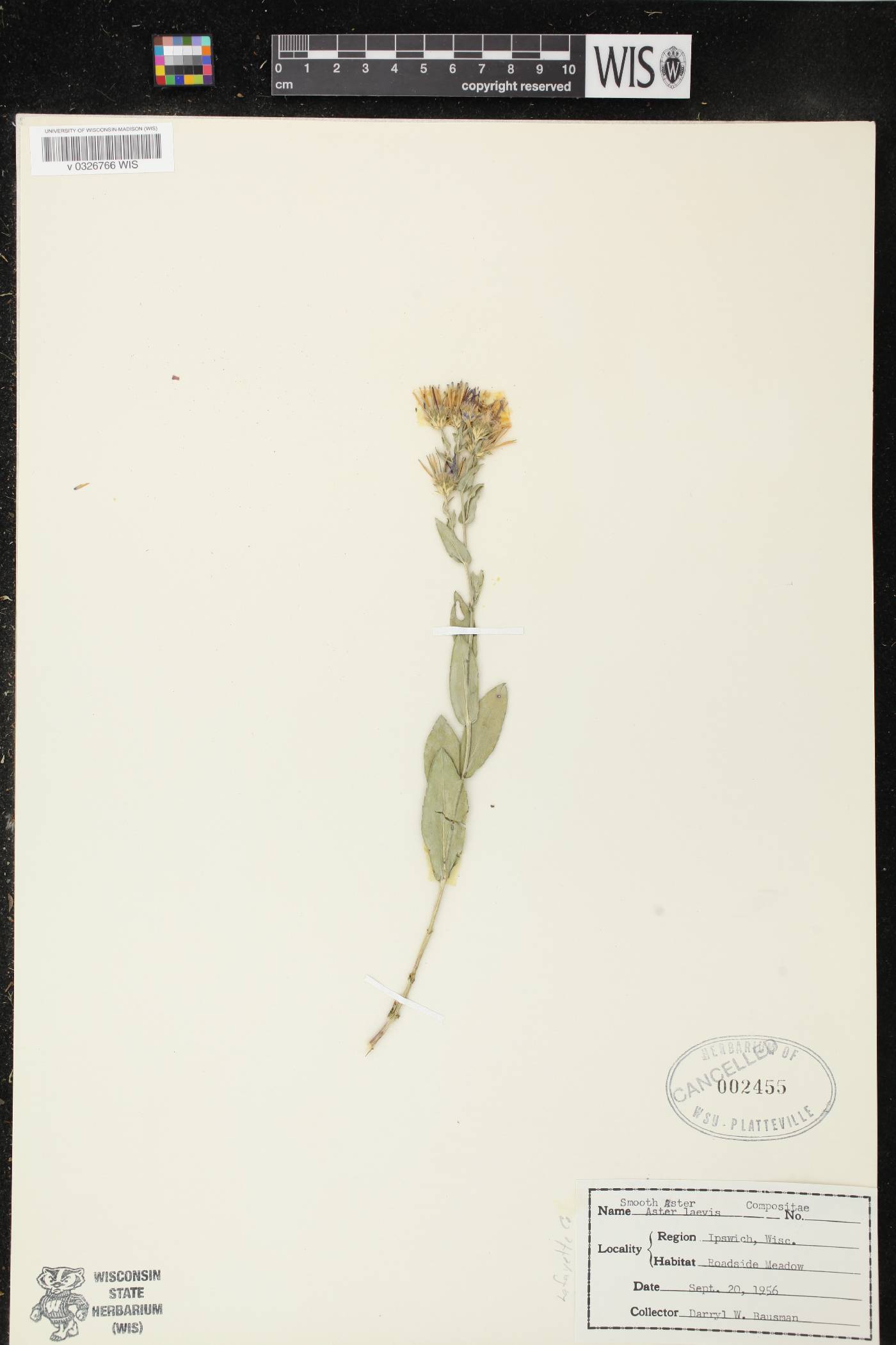 Symphyotrichum laeve image