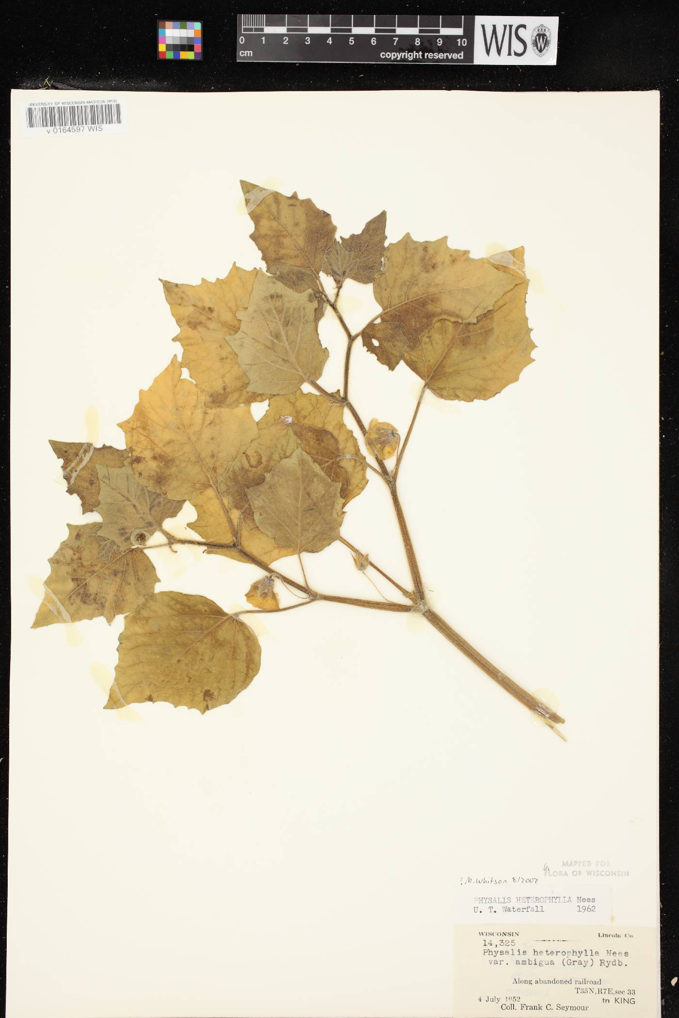 Physalis heterophylla image