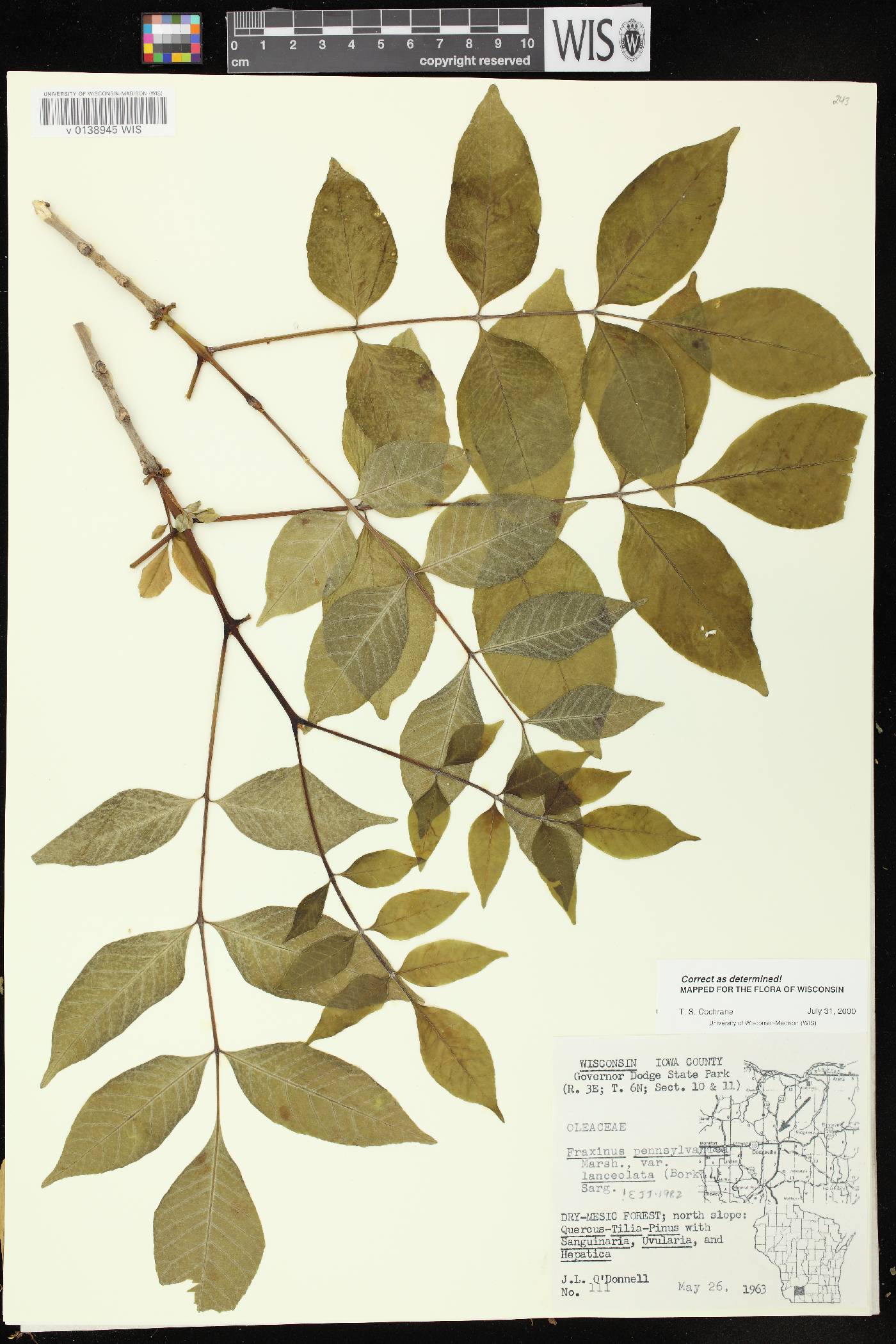 Fraxinus pennsylvanica image