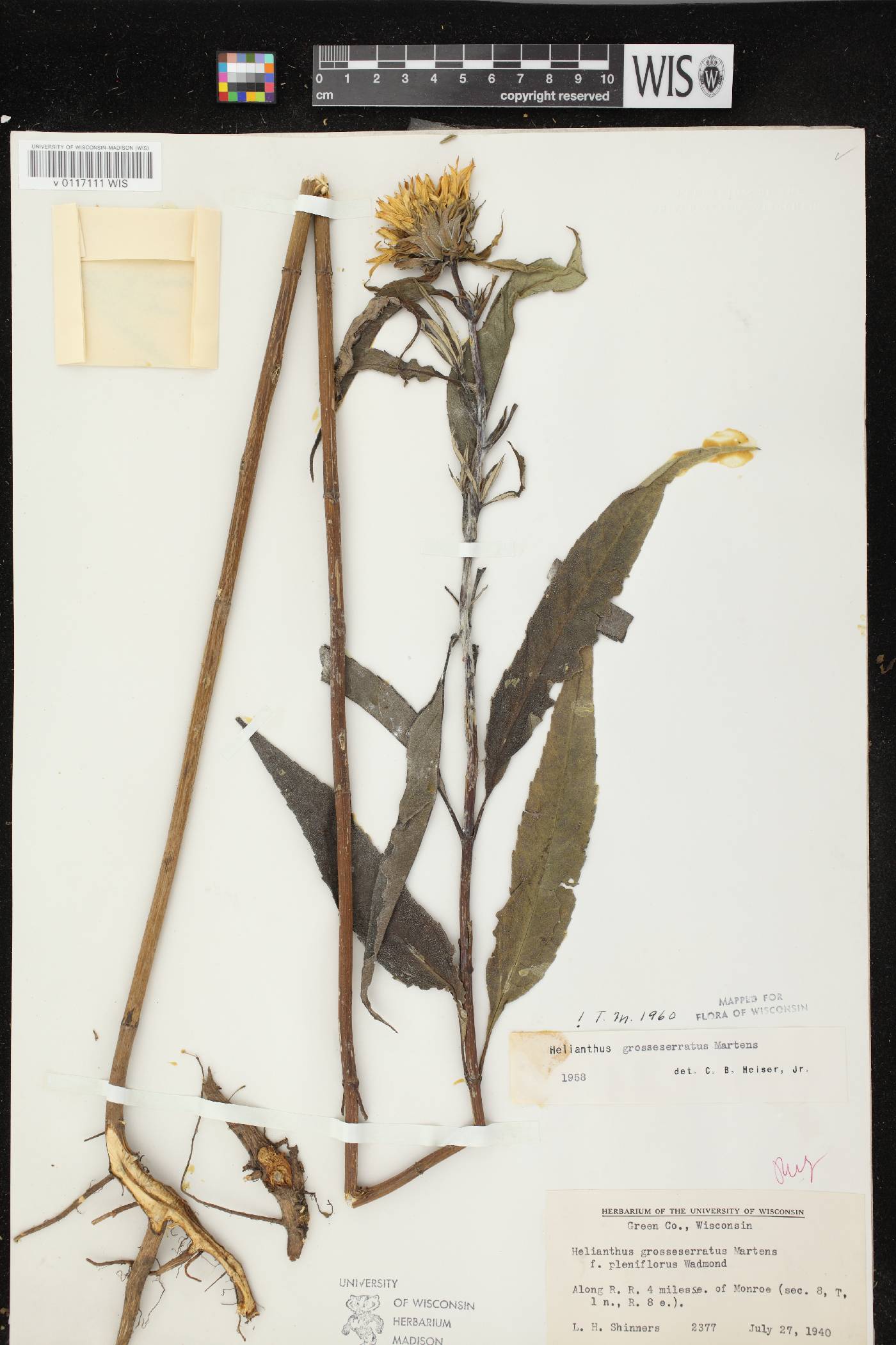 Helianthus grosseserratus image