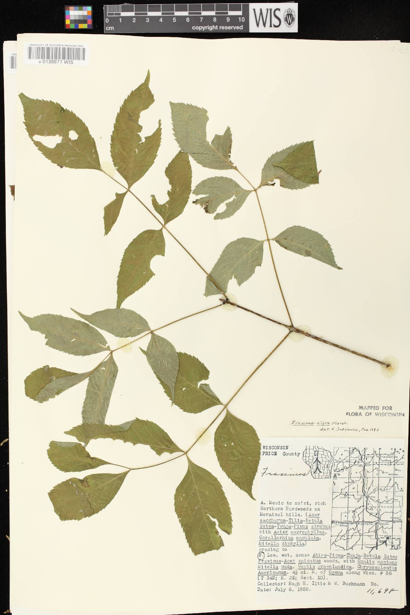 Fraxinus nigra image
