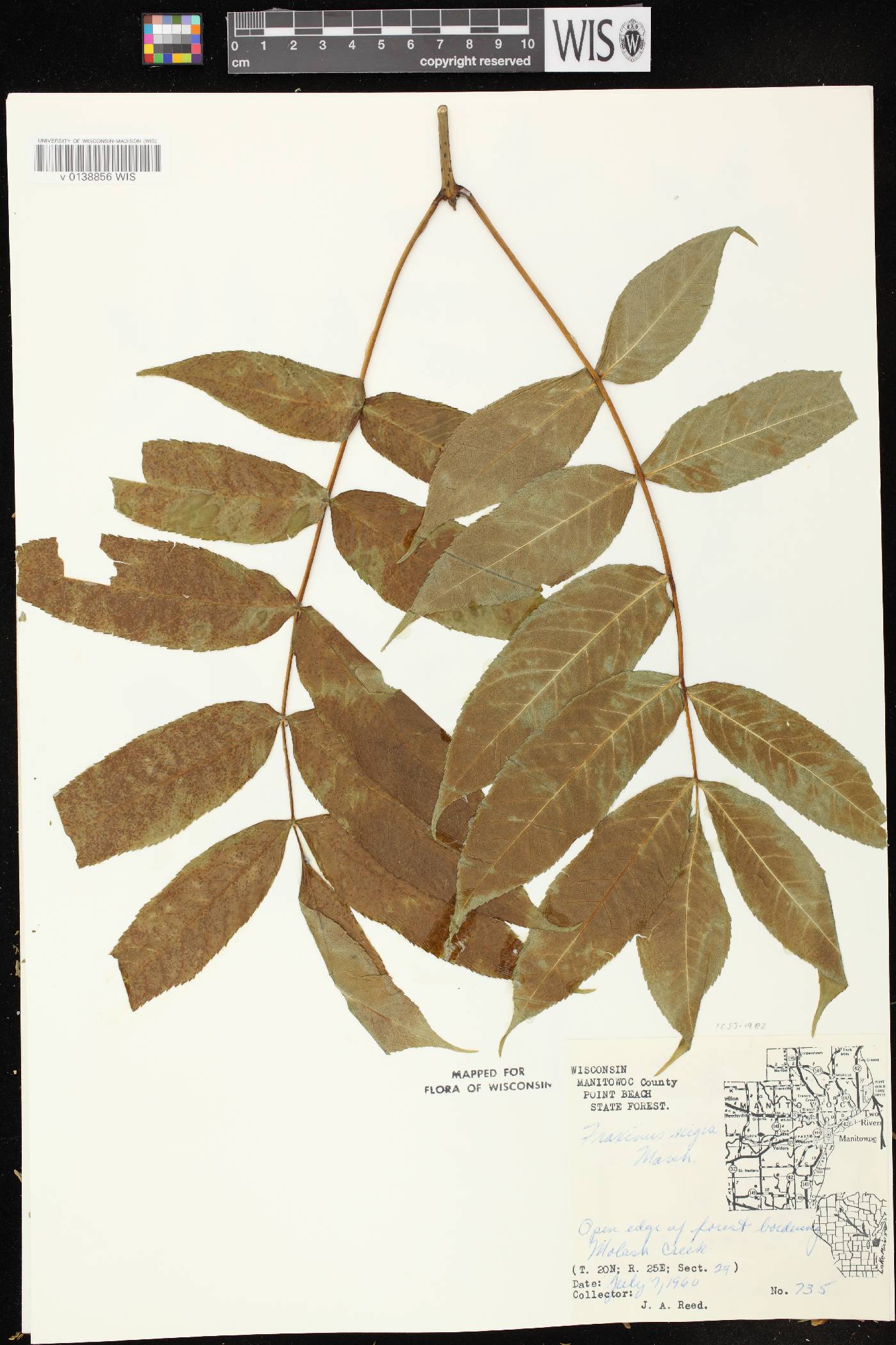 Fraxinus nigra image