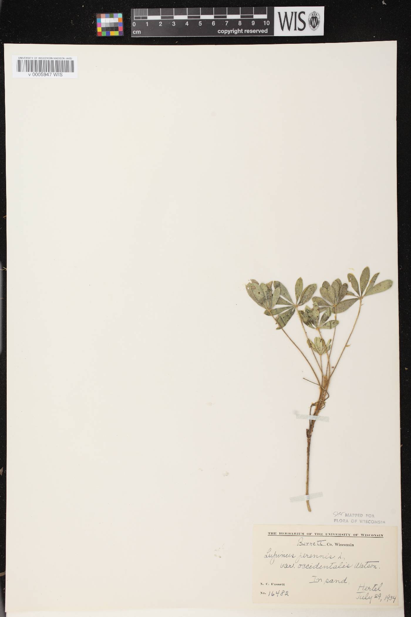 Lupinus perennis var. occidentalis image