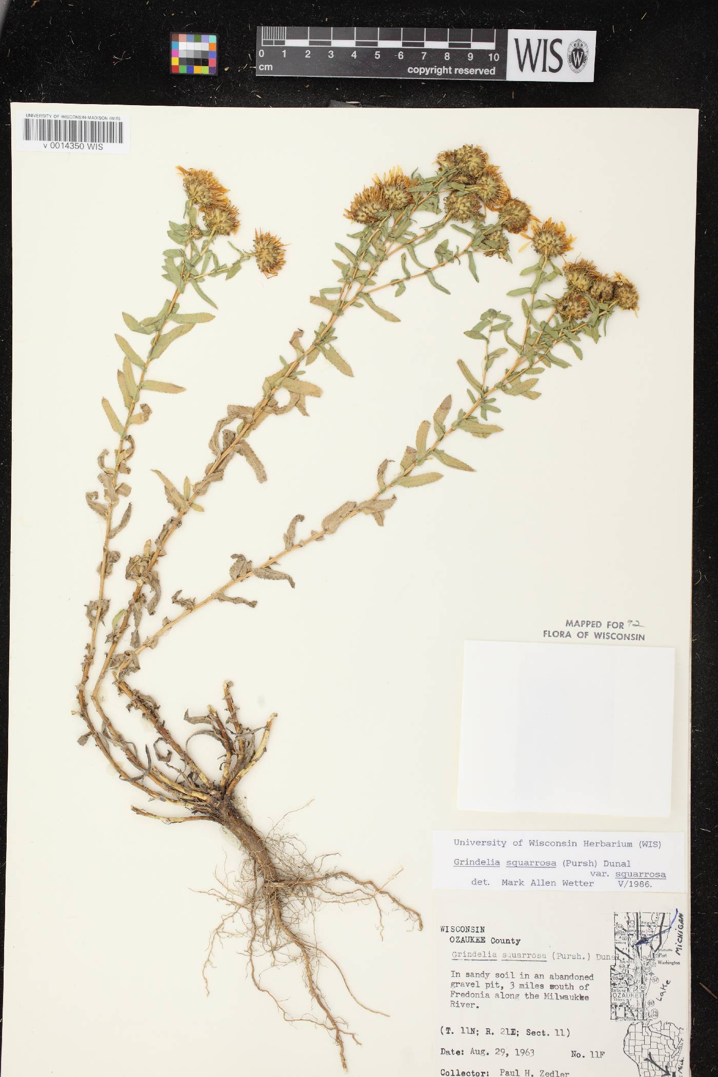 Grindelia squarrosa image