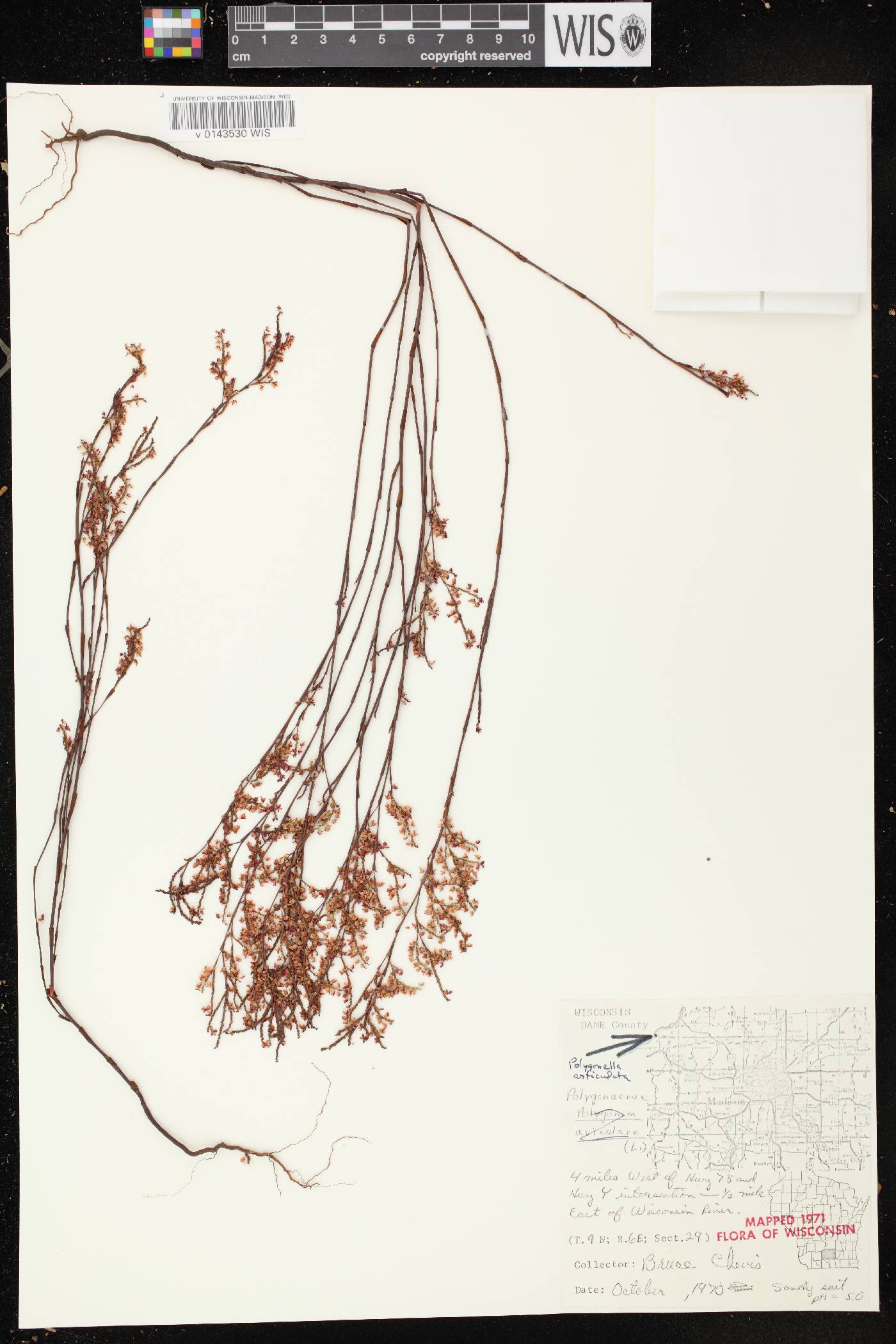 Polygonella articulata image