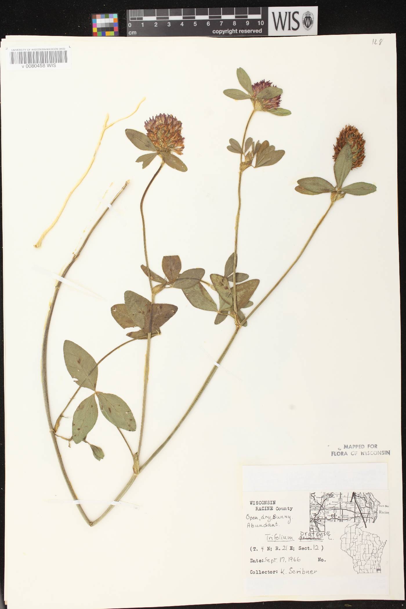 Trifolium pratense image