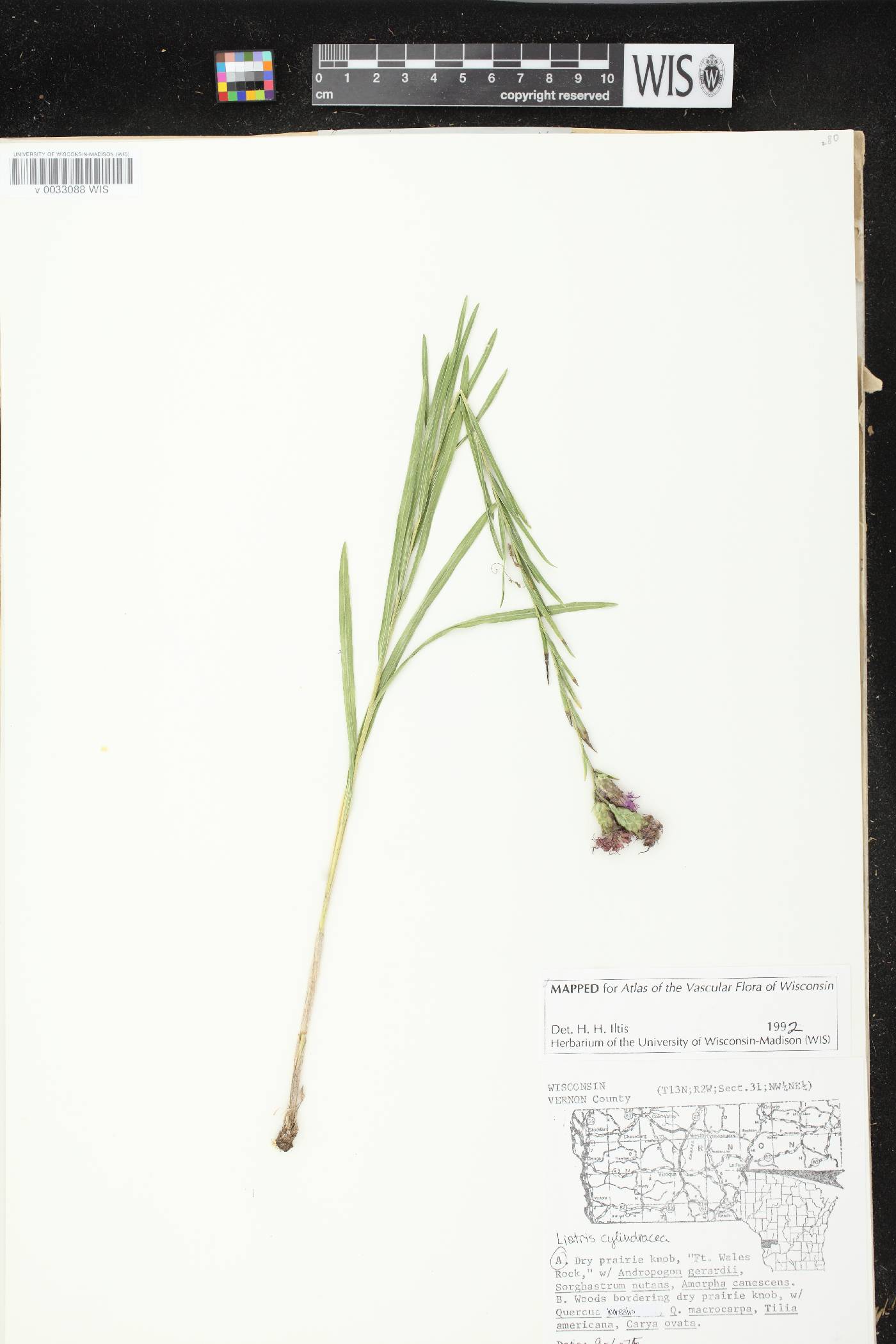 Liatris cylindracea image