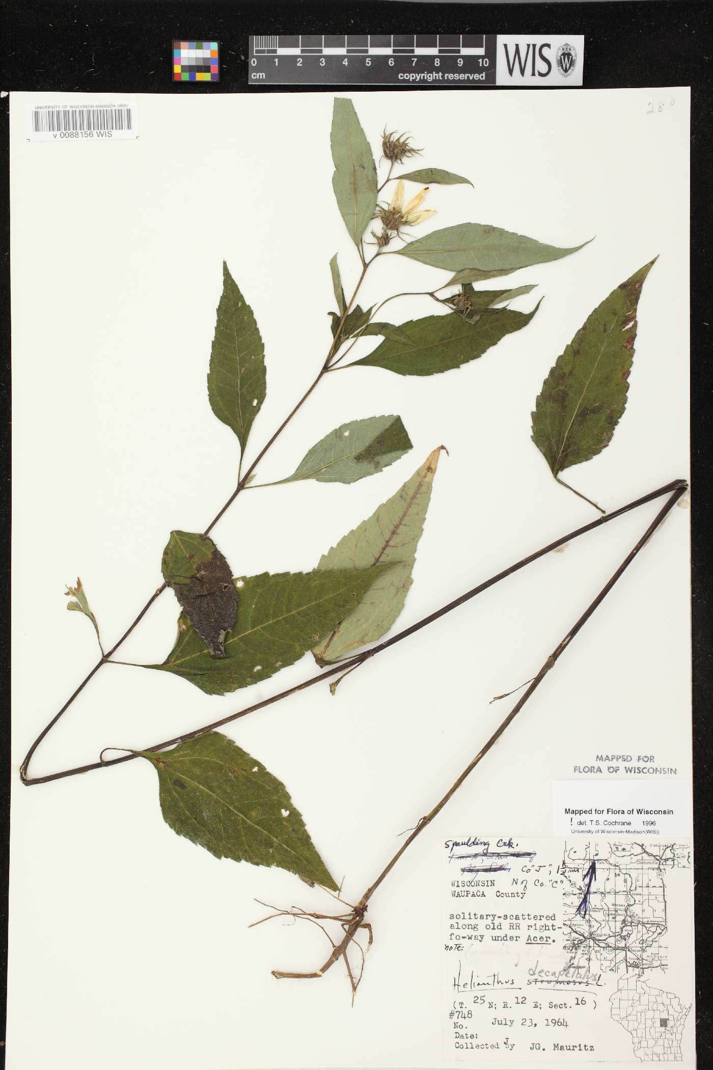 Helianthus decapetalus image