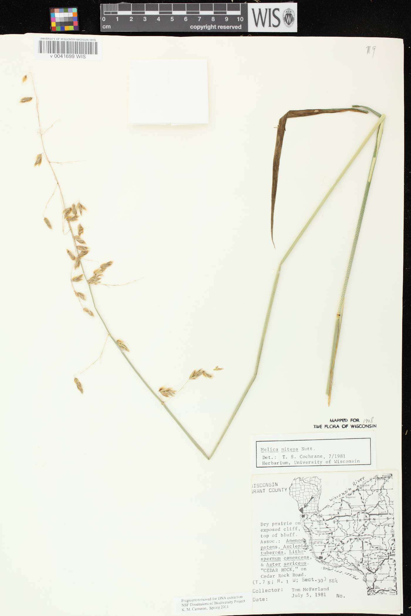 Melica nitens image