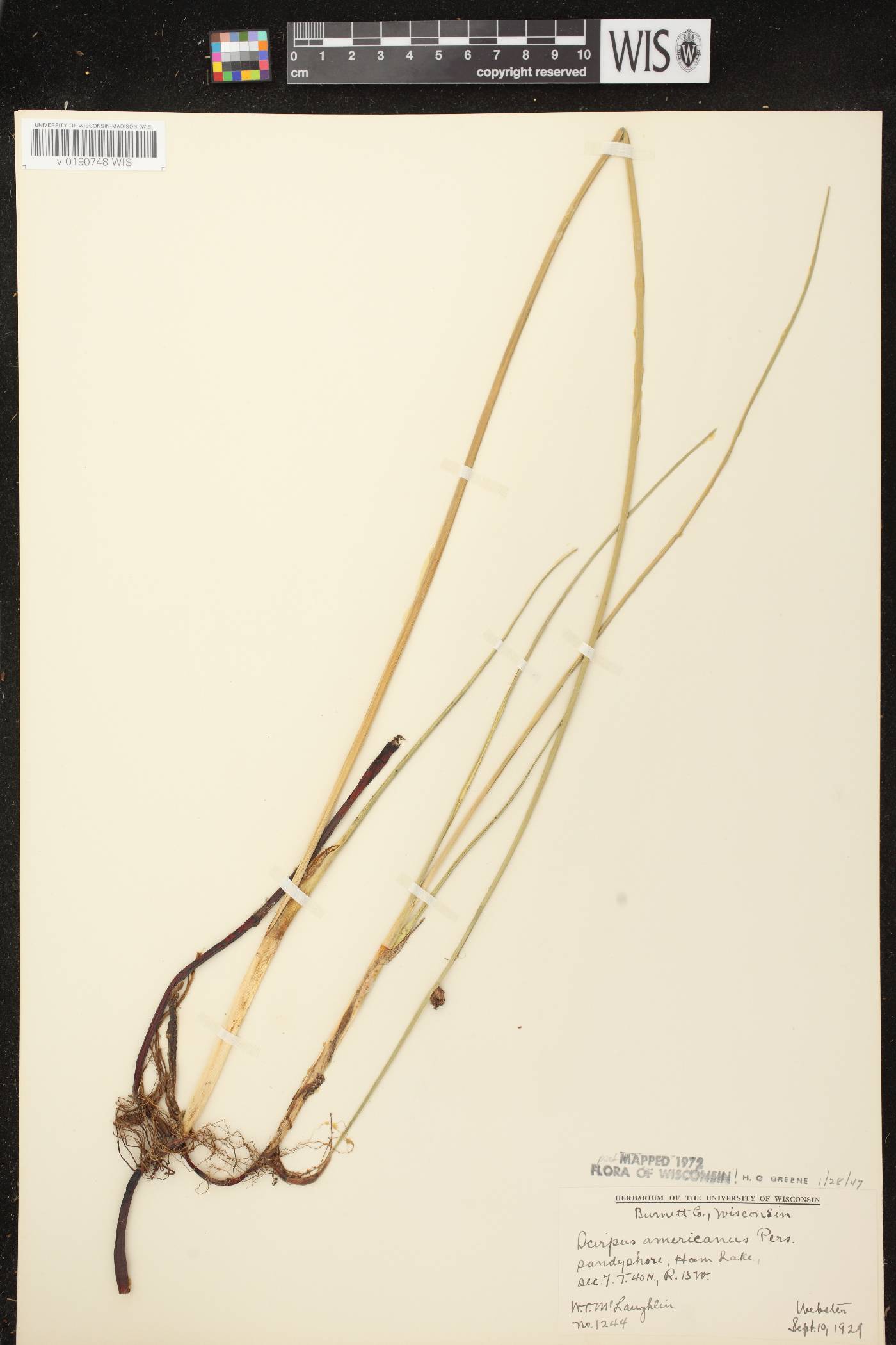 Schoenoplectus pungens image
