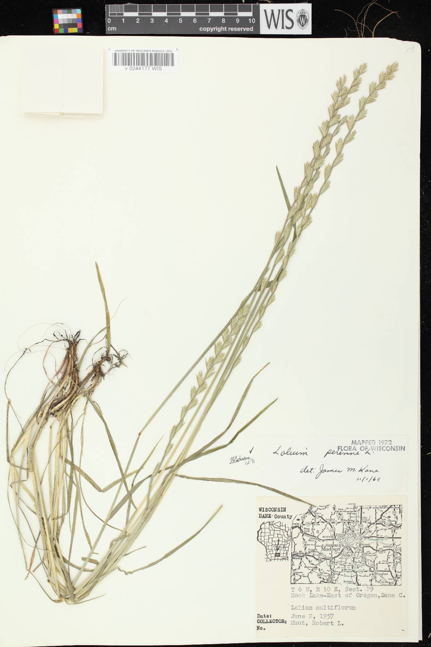 Lolium perenne subsp. perenne image