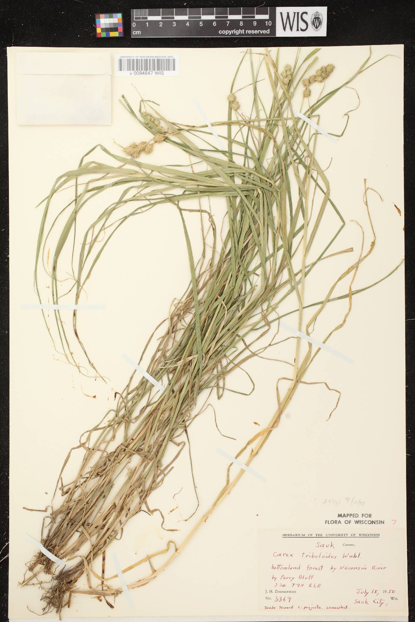 Carex tribuloides var. tribuloides image