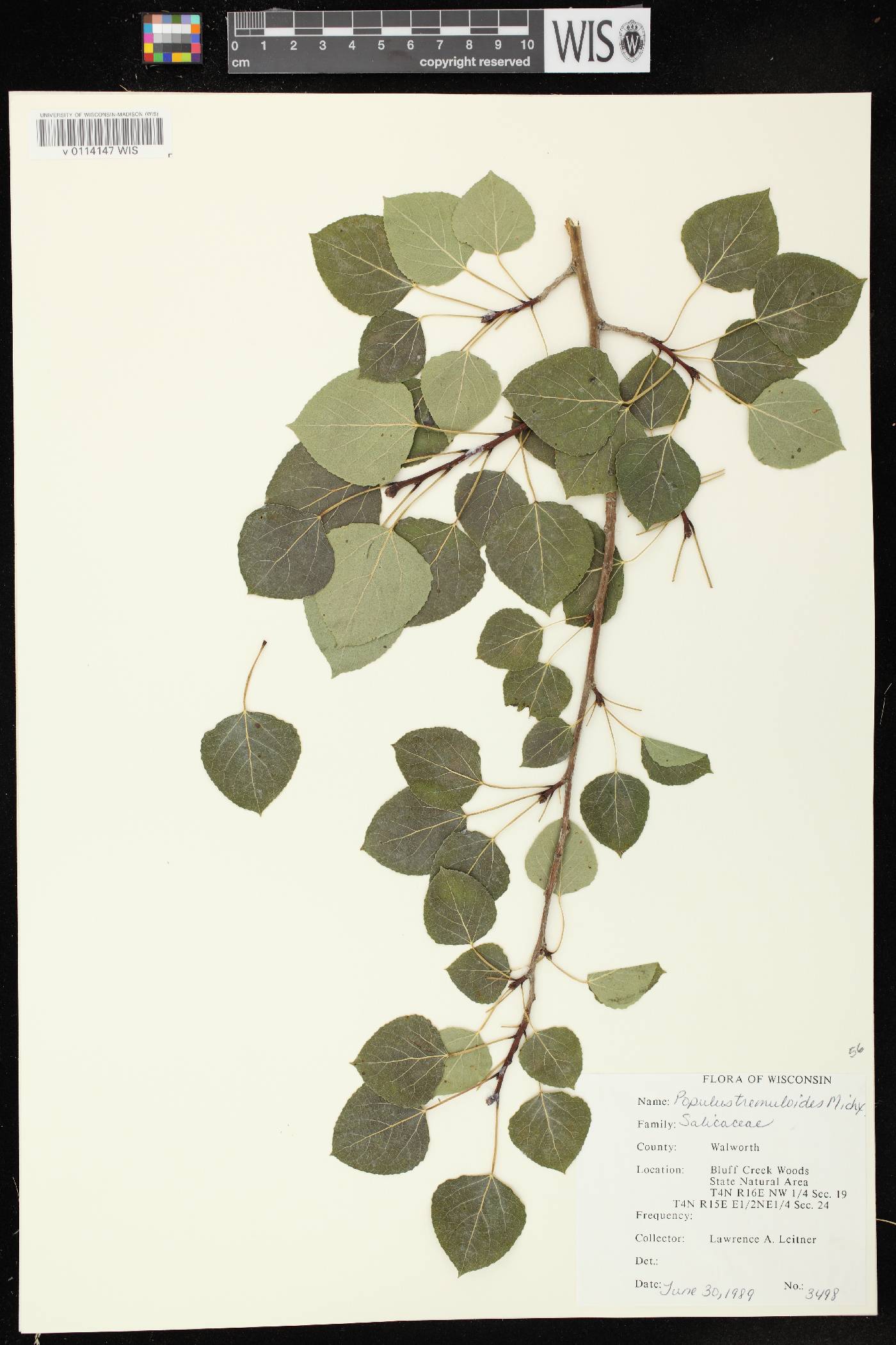 Populus tremuloides image
