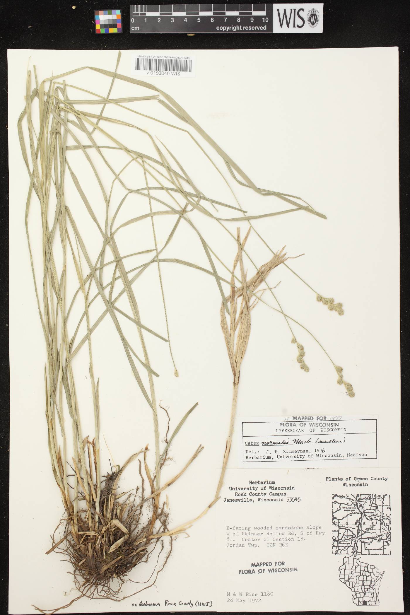 Carex normalis image