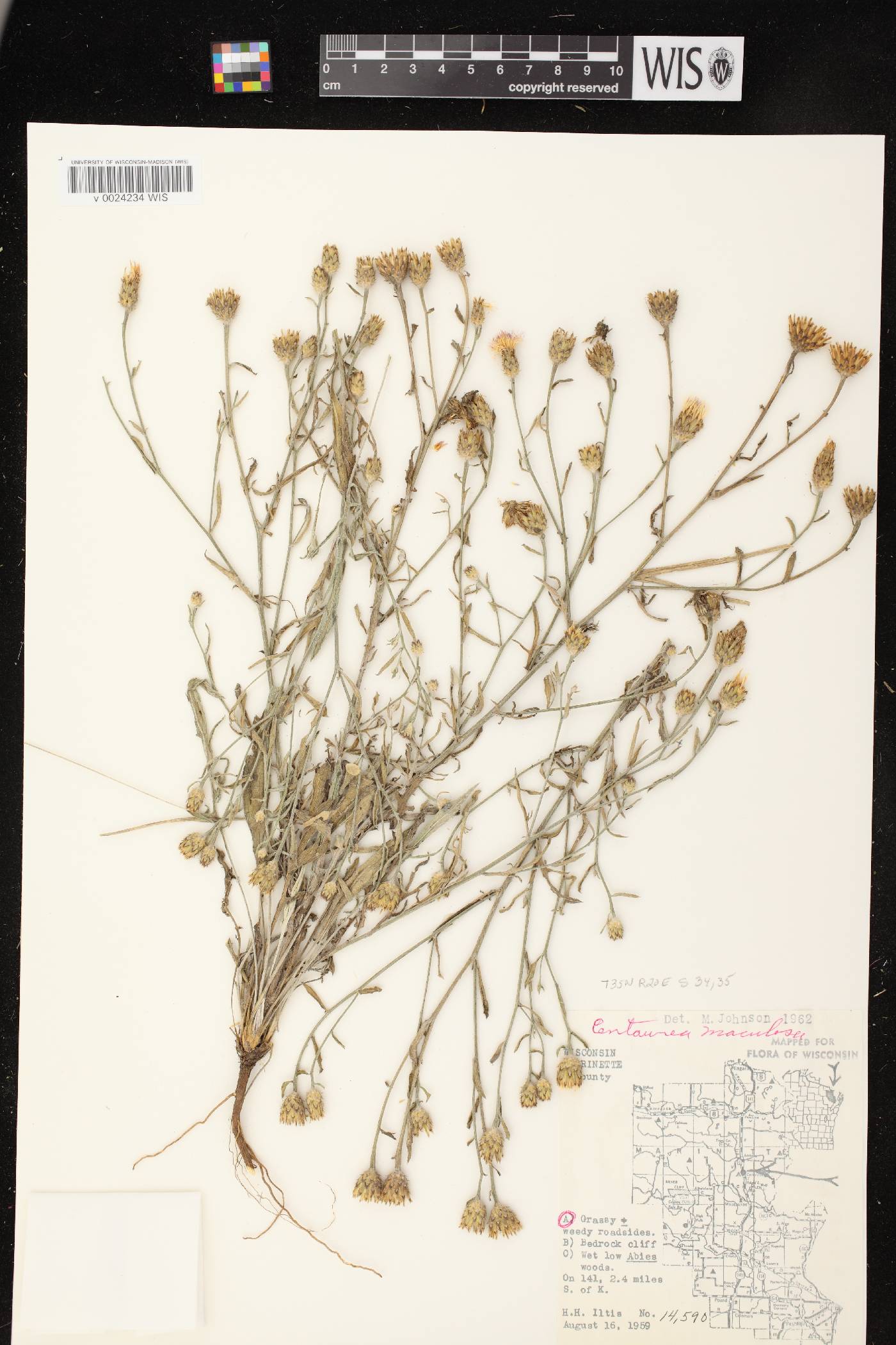 Centaurea stoebe image