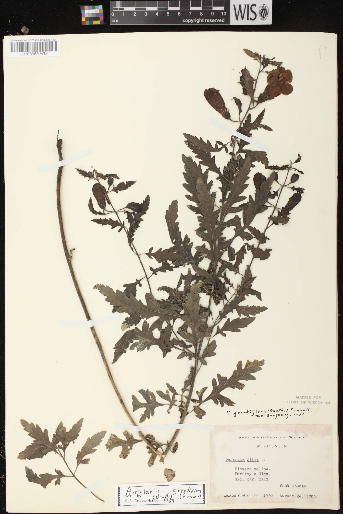 Aureolaria grandiflora var. pulchra image