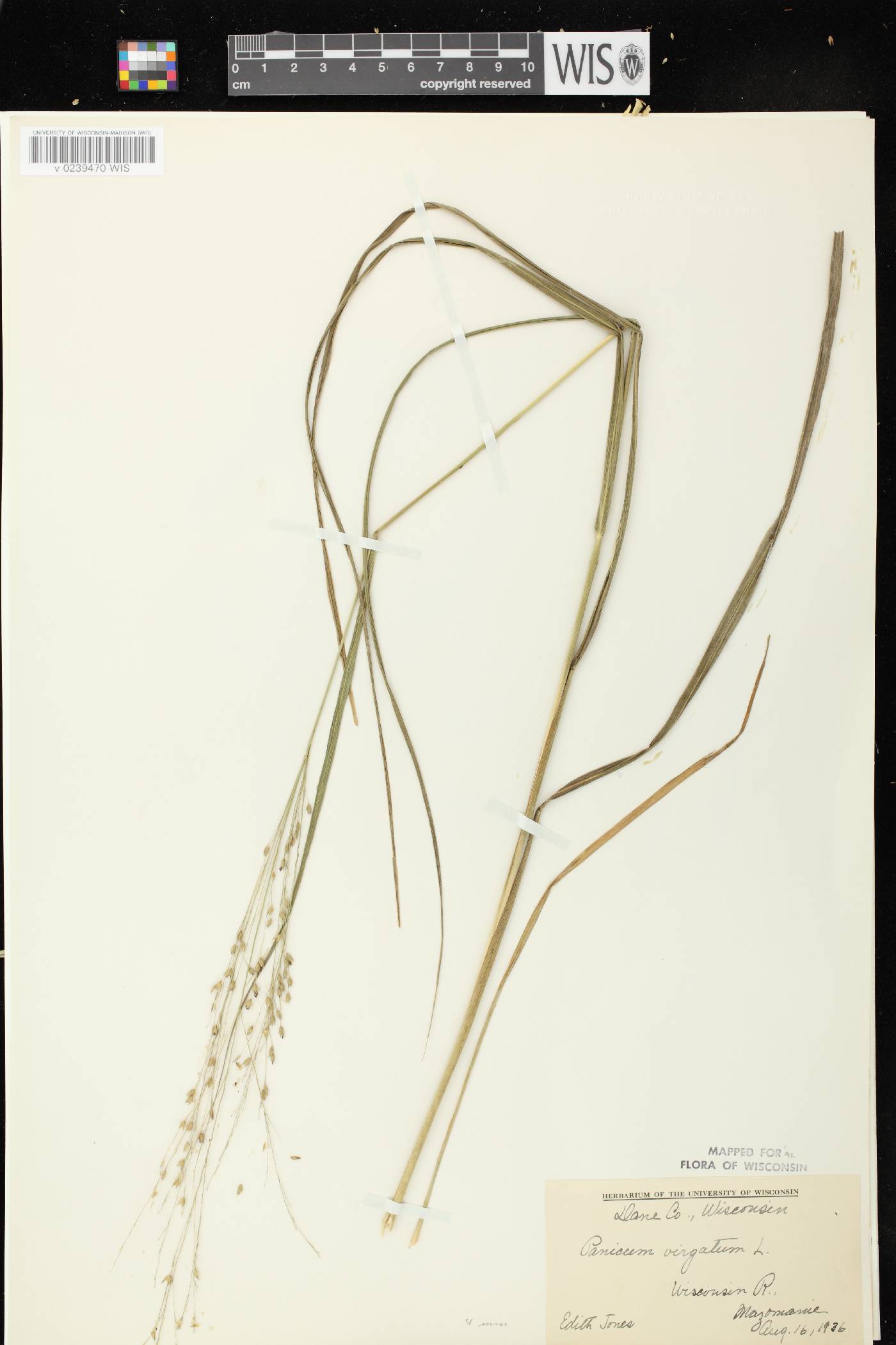 Panicum virgatum image