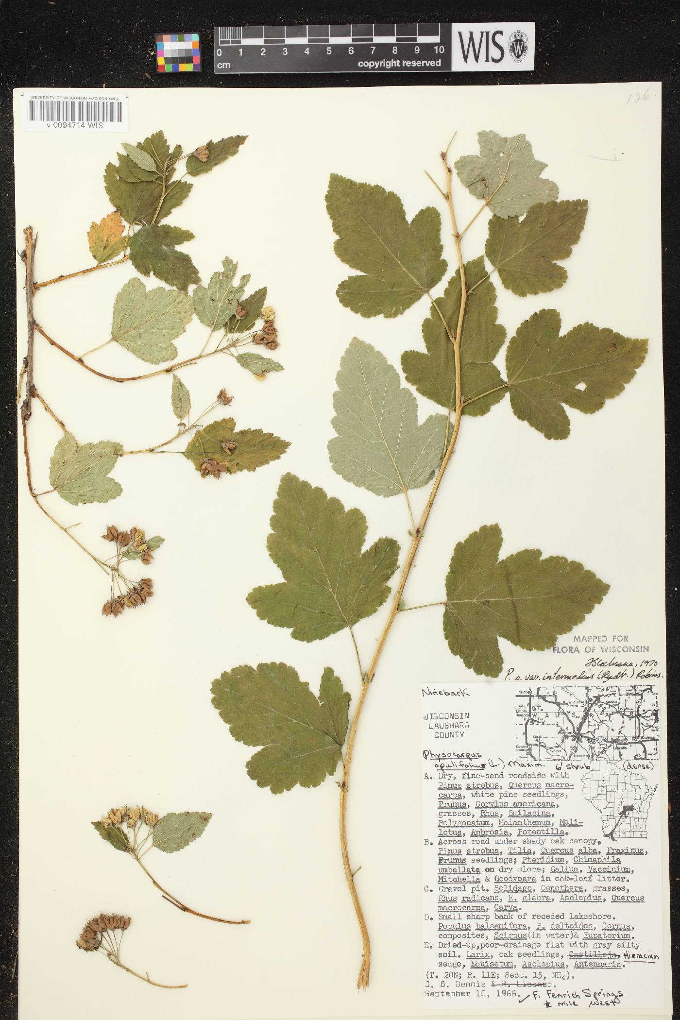 Physocarpus intermedius image