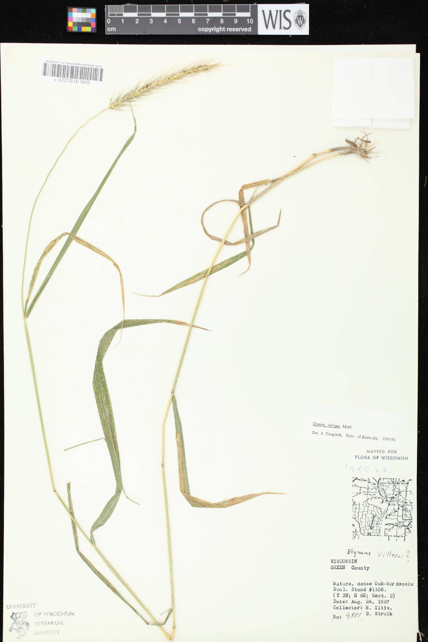 Elymus villosus var. villosus image