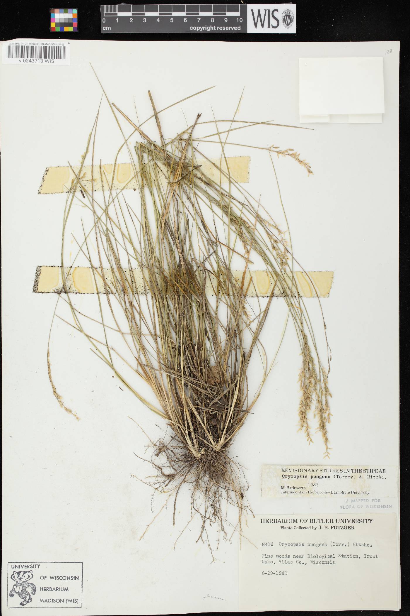 Piptatheropsis pungens image