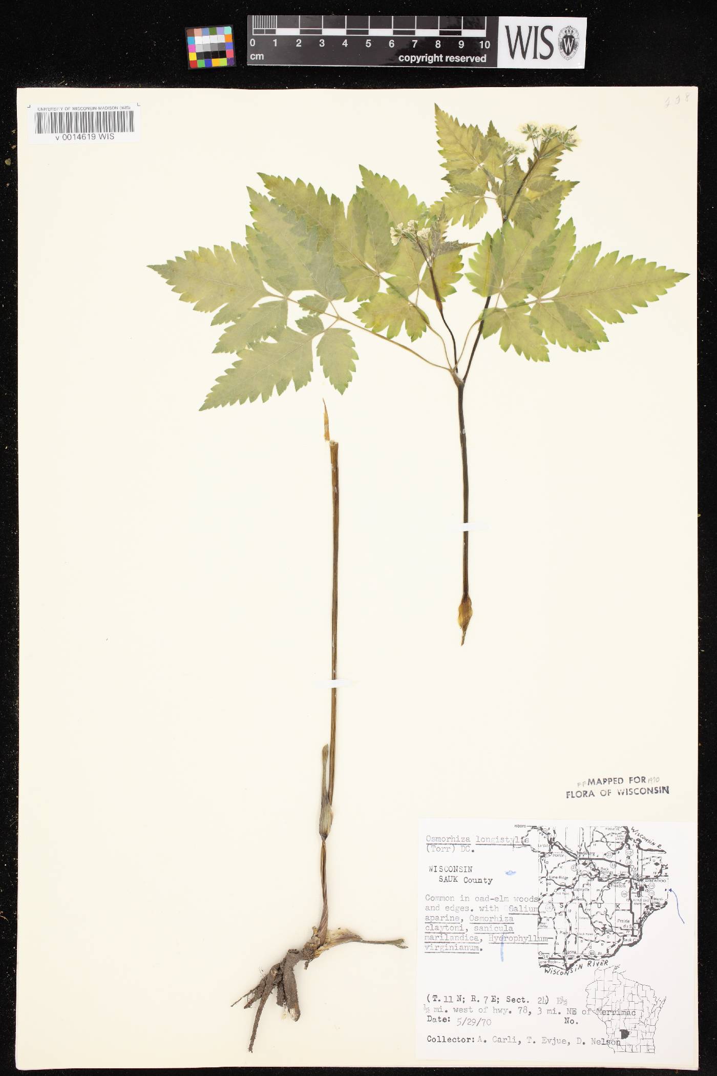 Osmorhiza longistylis image