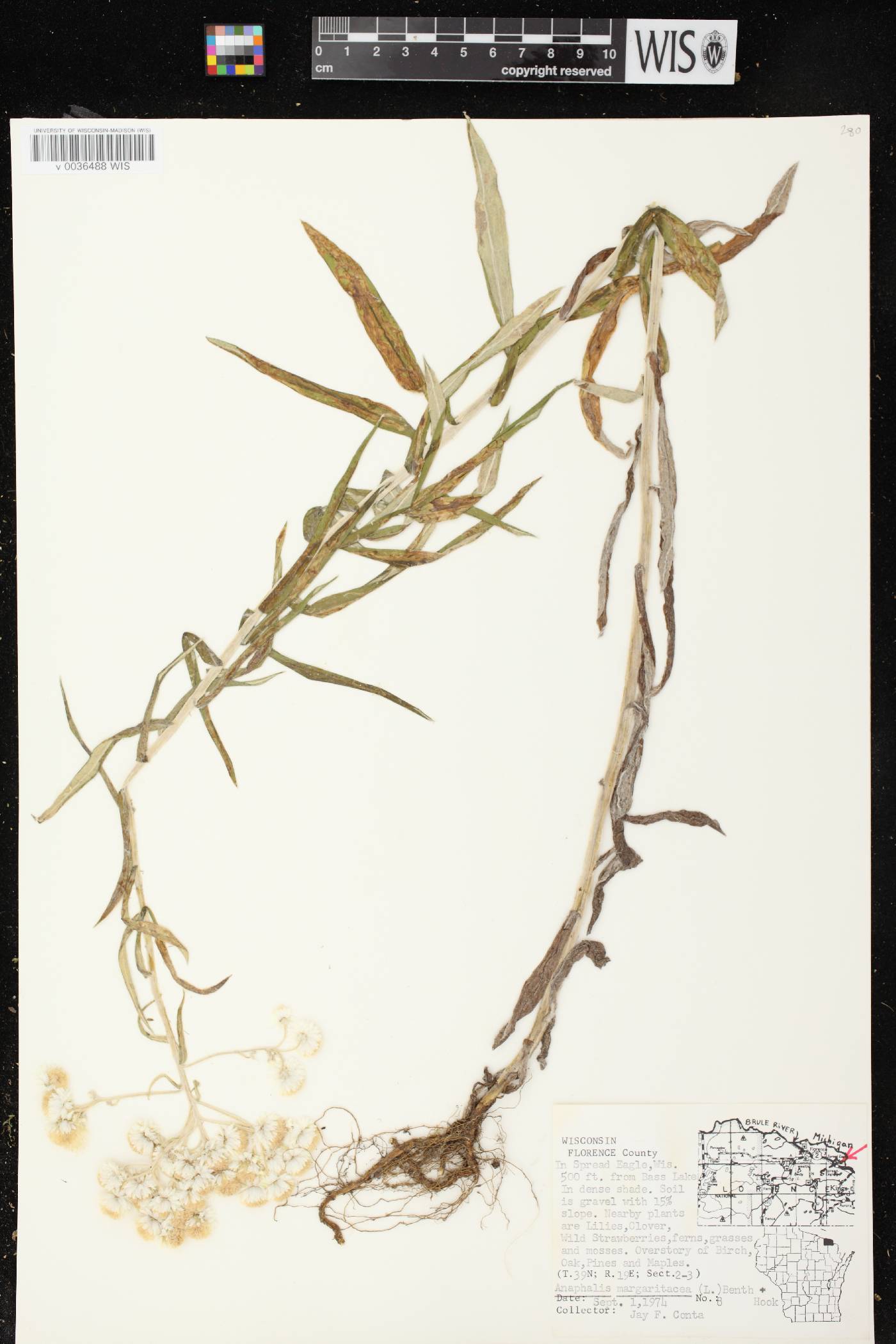 Anaphalis margaritacea image