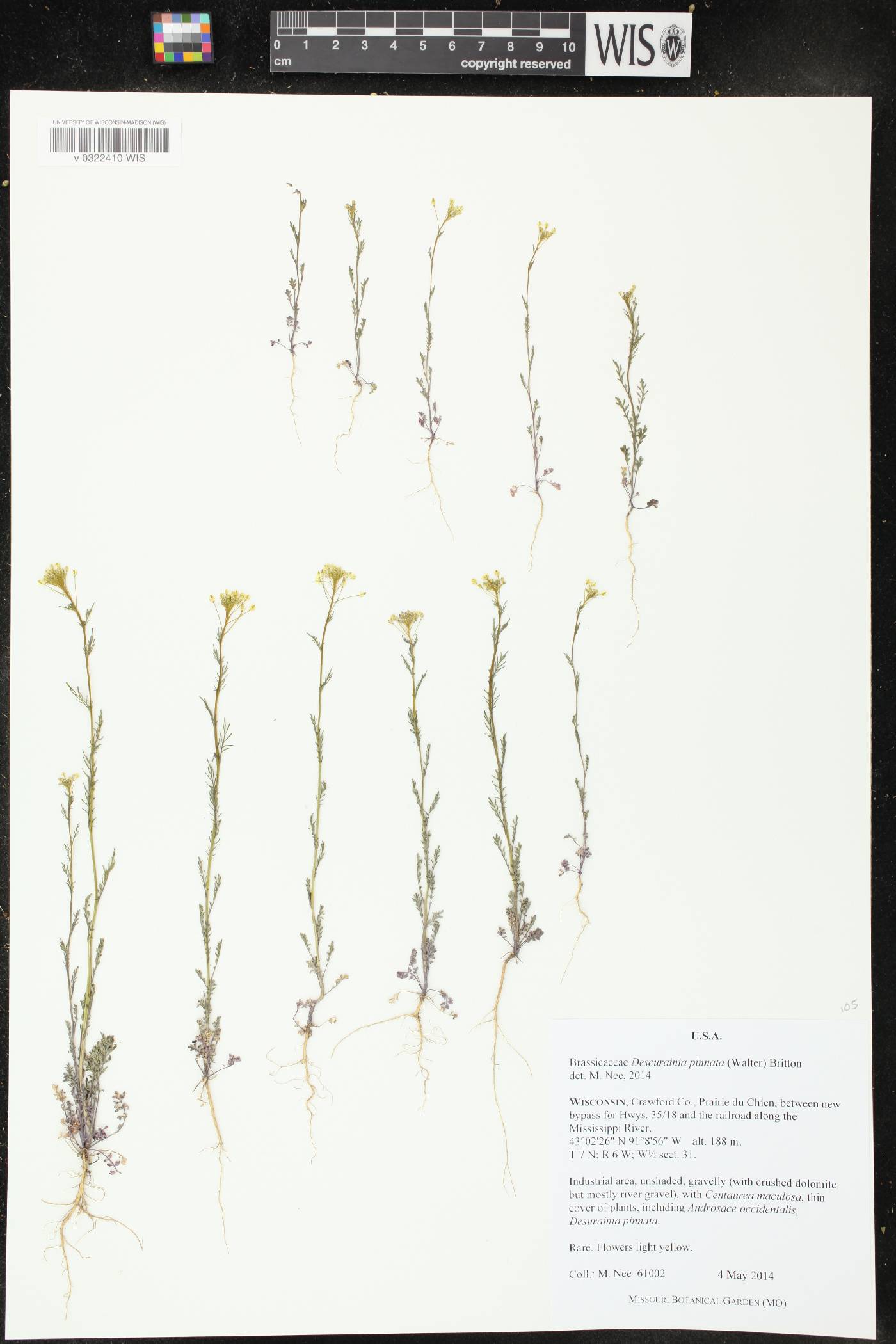 Descurainia pinnata image