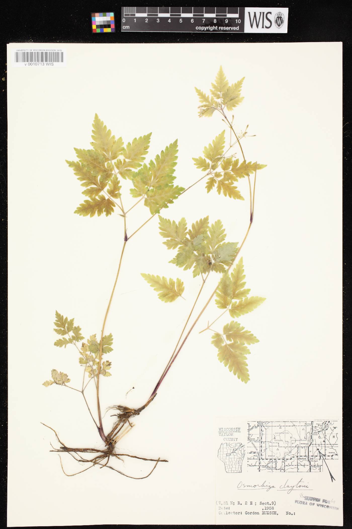 Osmorhiza claytonii image