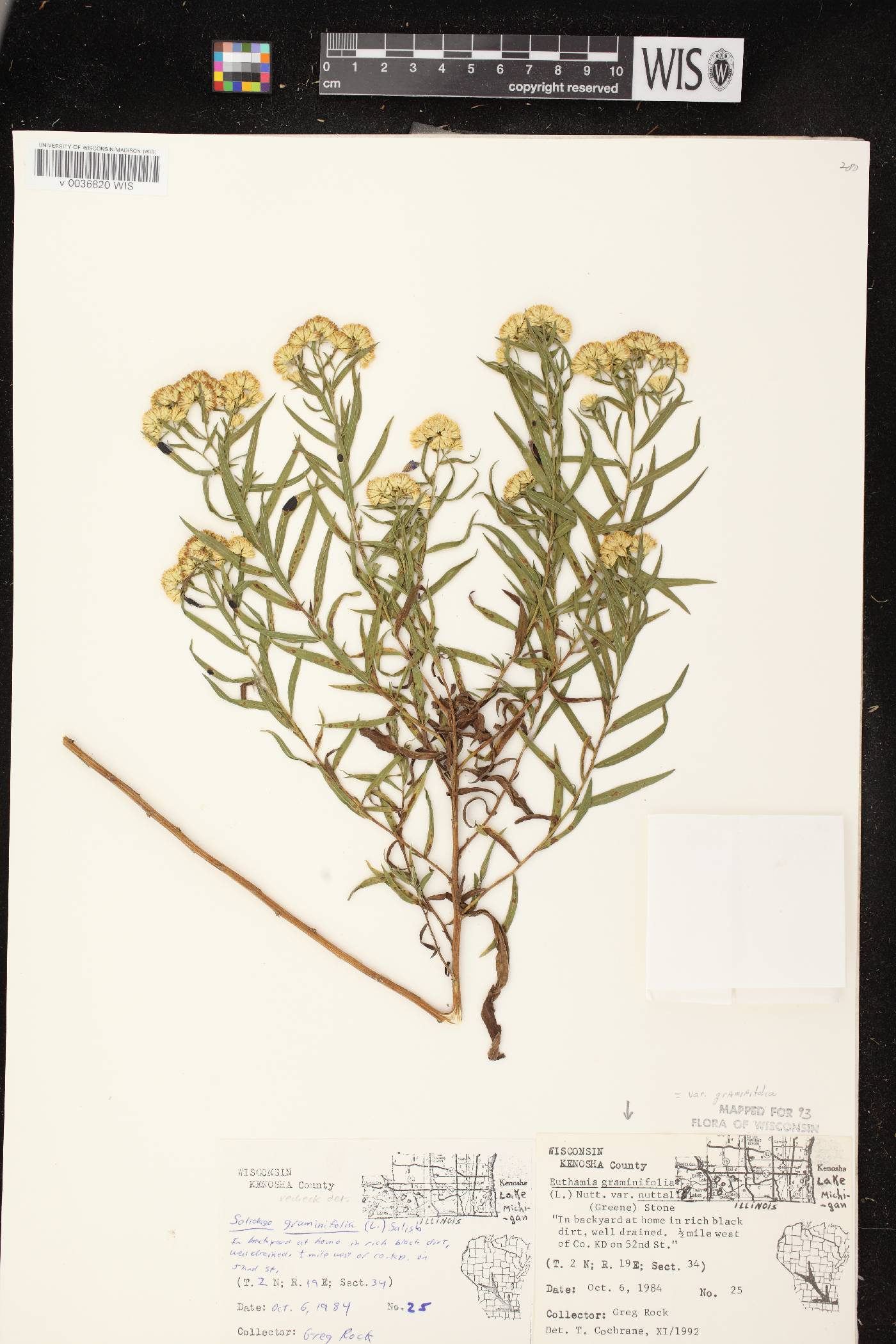Euthamia graminifolia image