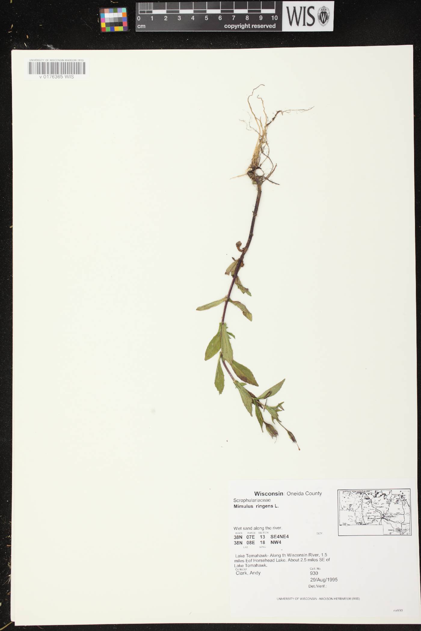 Mimulus ringens var. ringens image