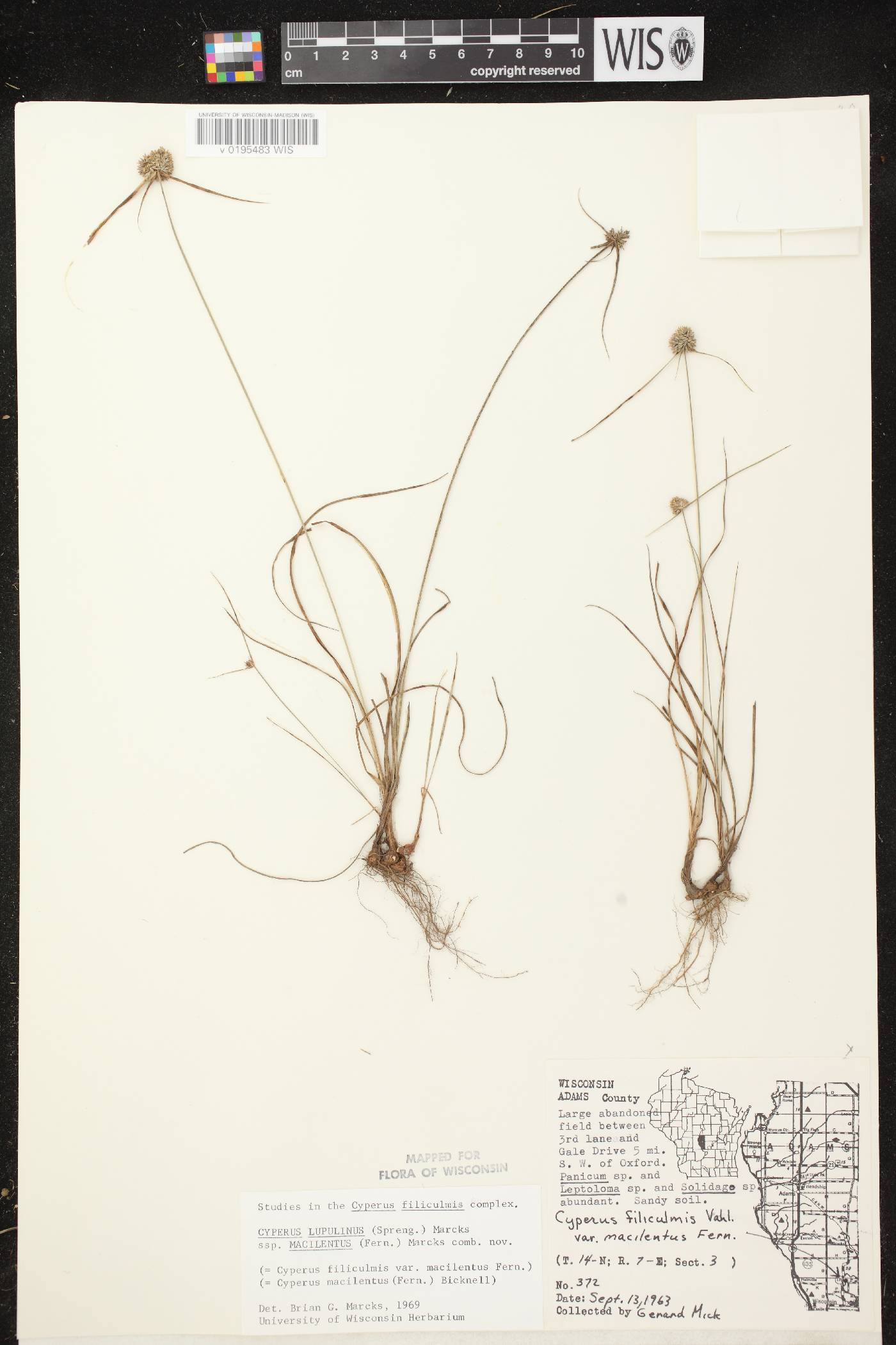 Cyperus lupulinus subsp. macilentus image
