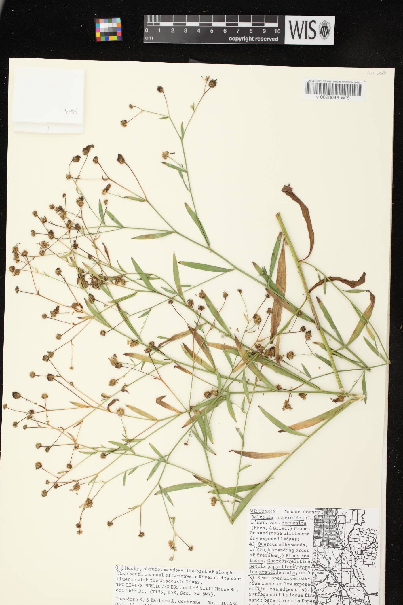 Boltonia asteroides var. recognita image