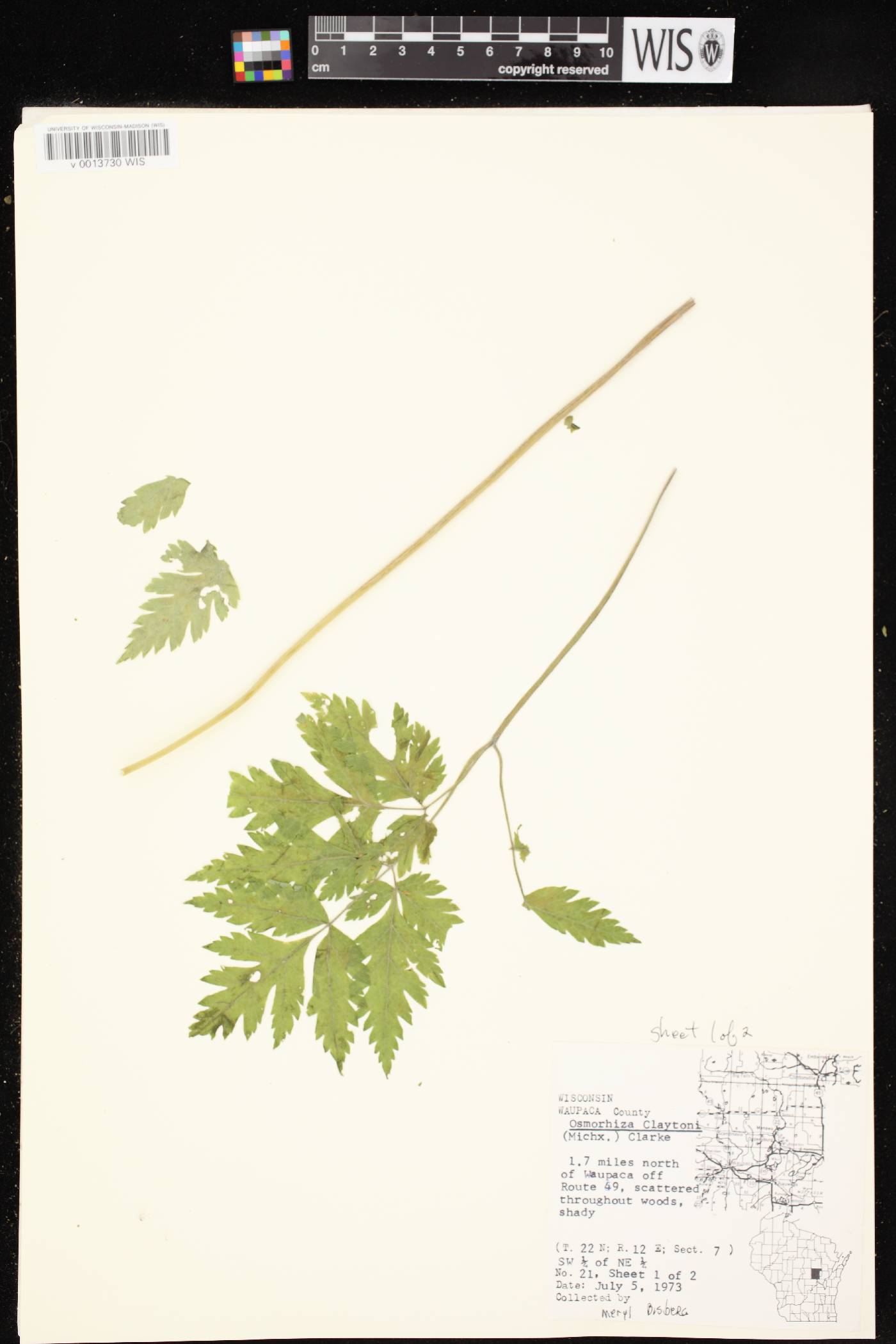 Osmorhiza claytonii image