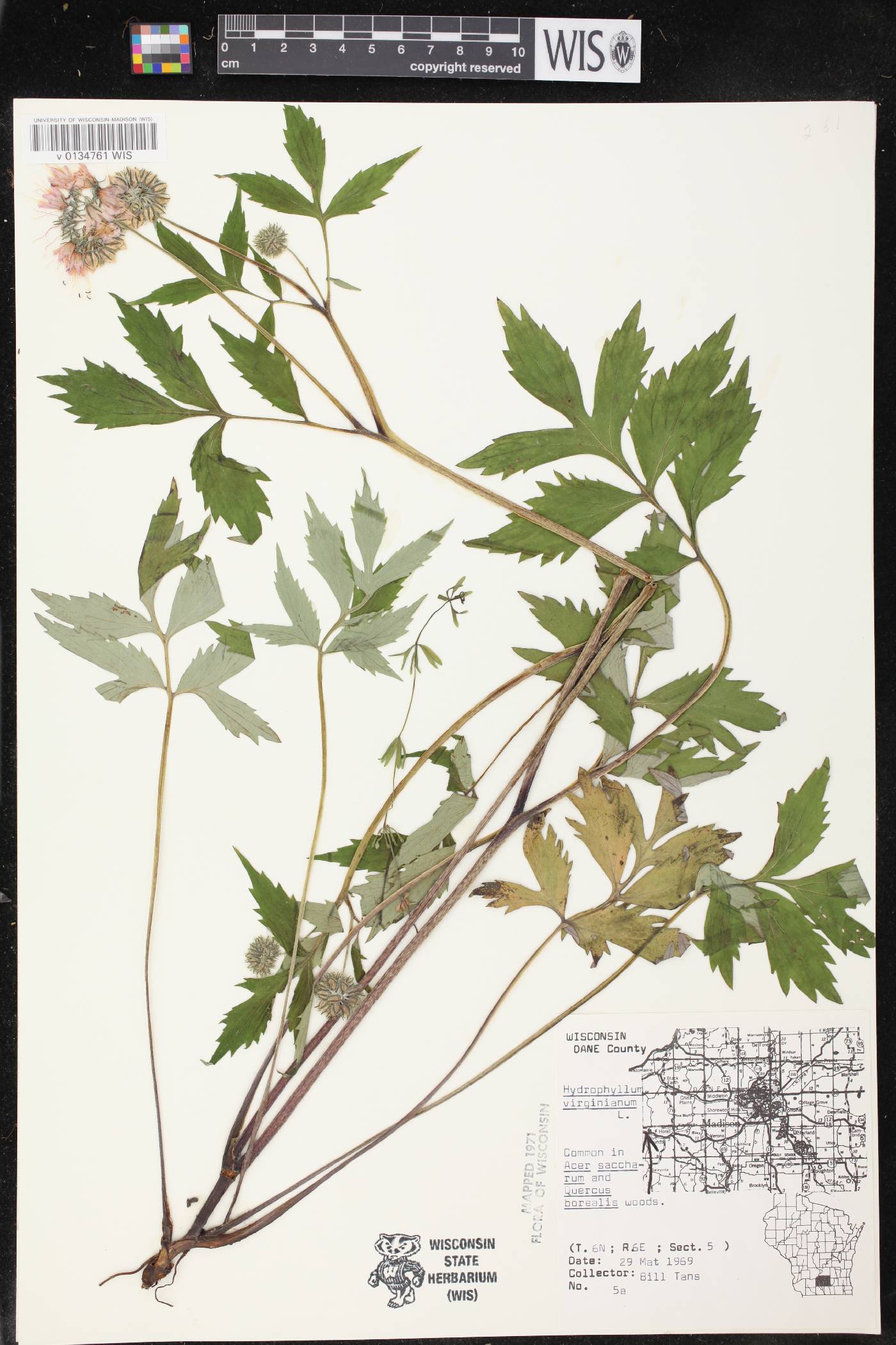 Hydrophyllum virginianum image