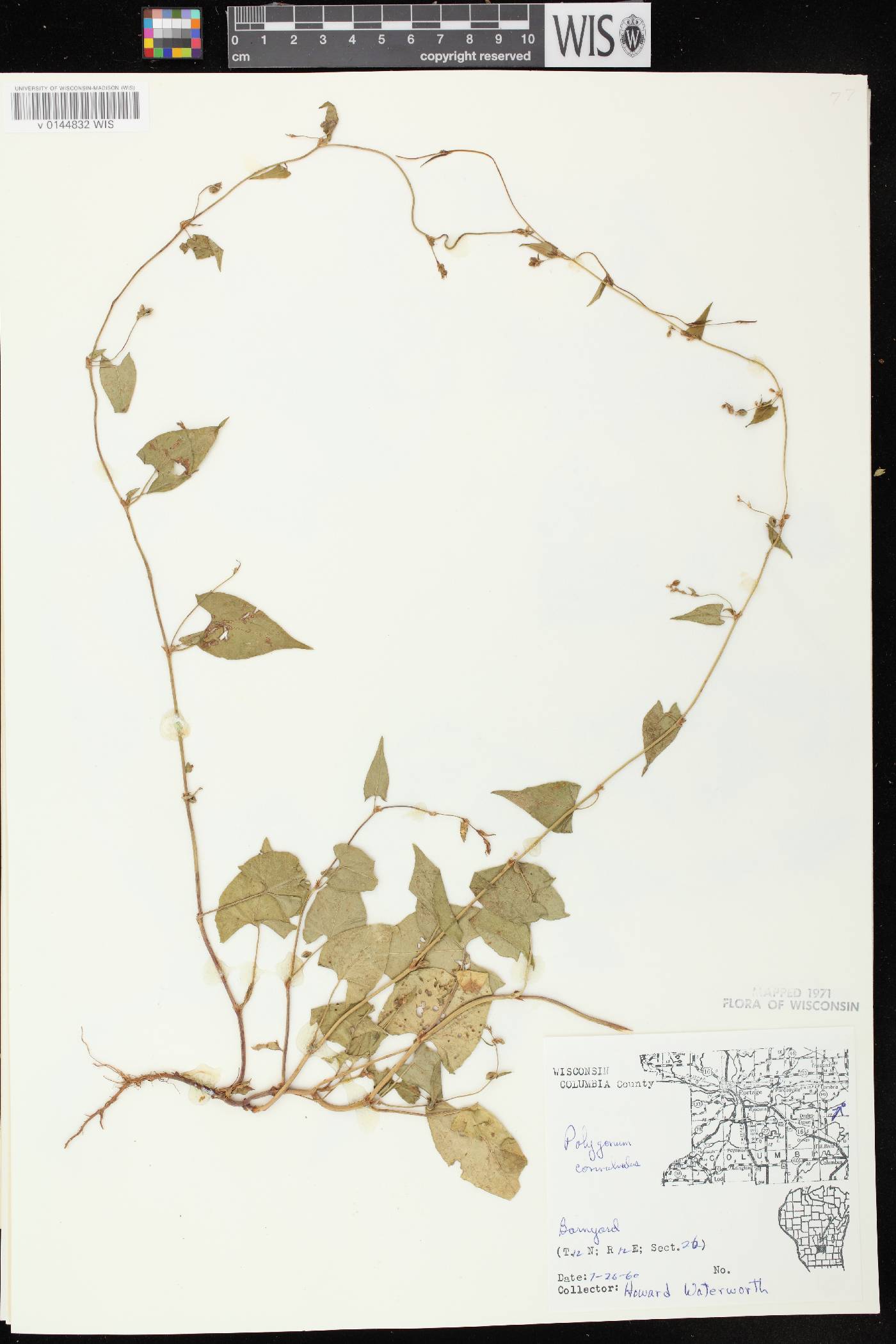 Fallopia convolvulus image