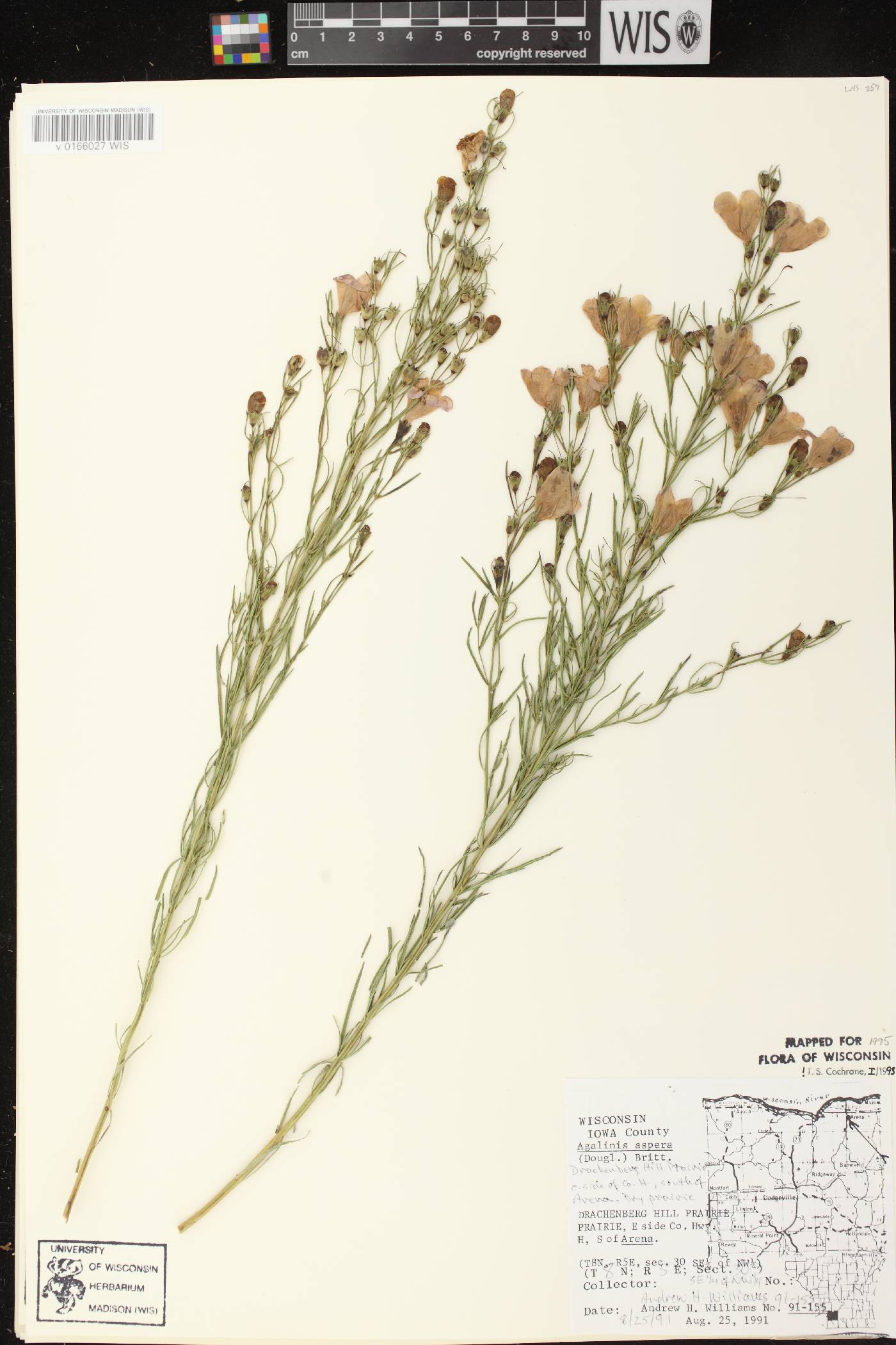 Agalinis aspera image