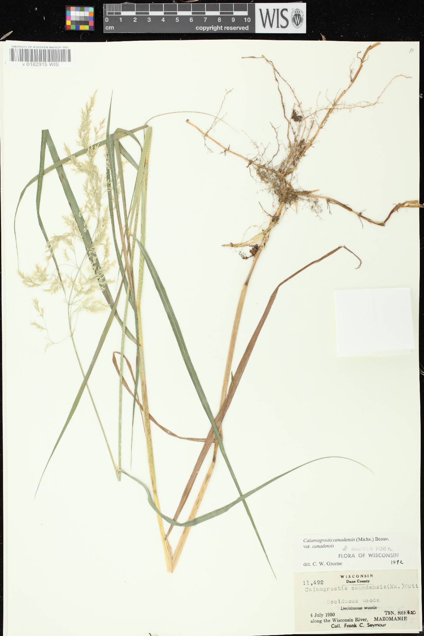 Calamagrostis canadensis var. canadensis image