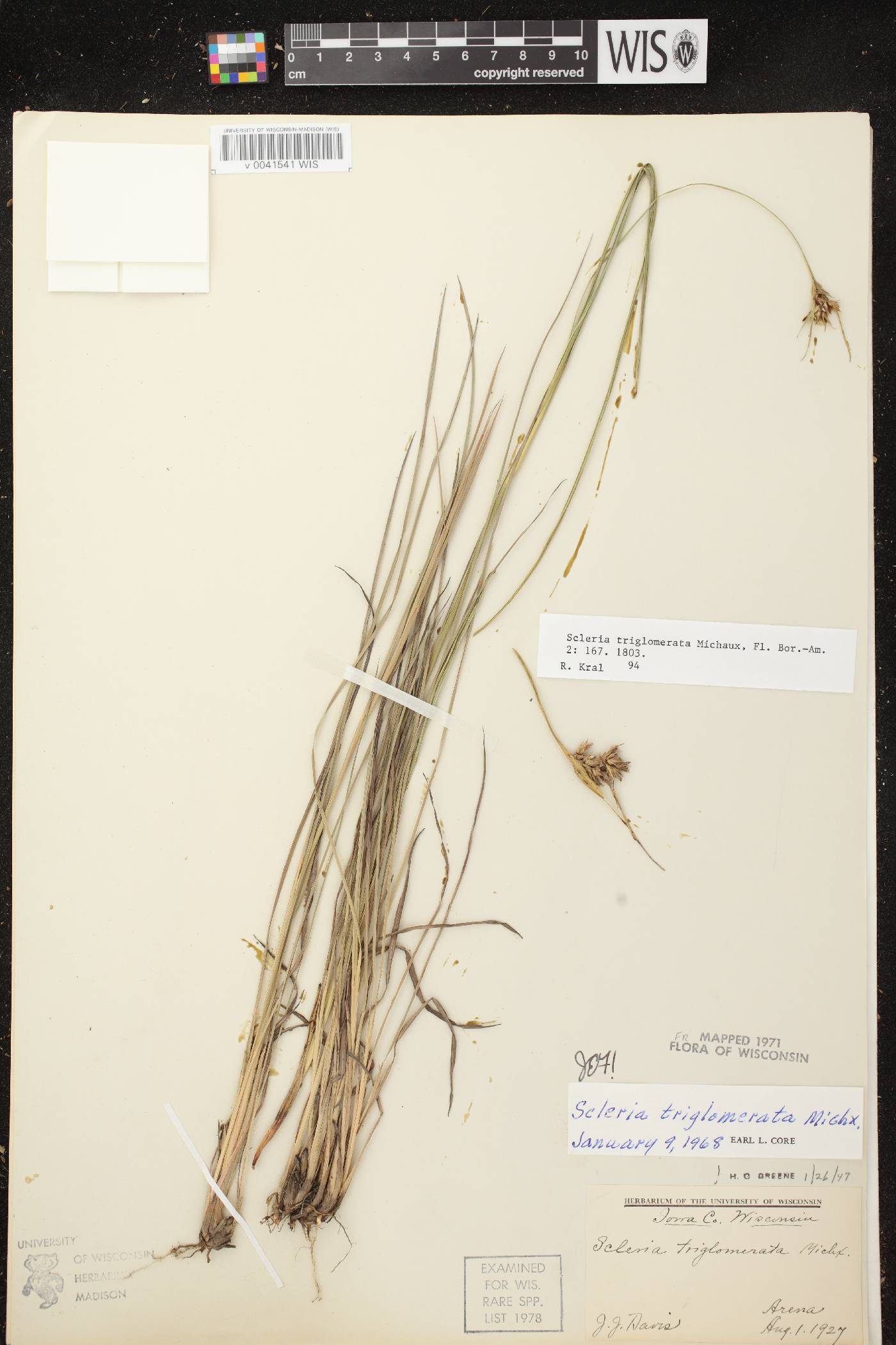 Scleria triglomerata image