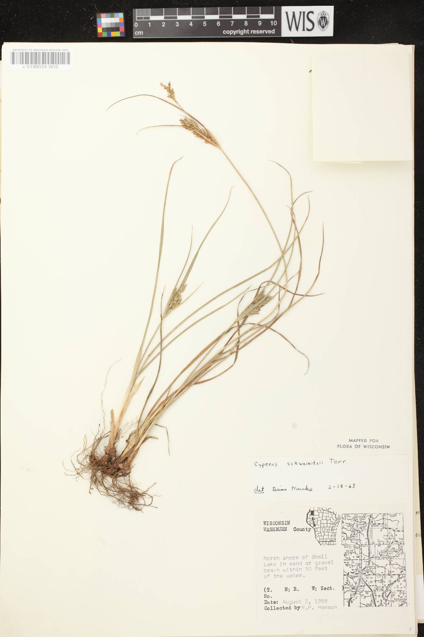 Cyperus schweinitzii image