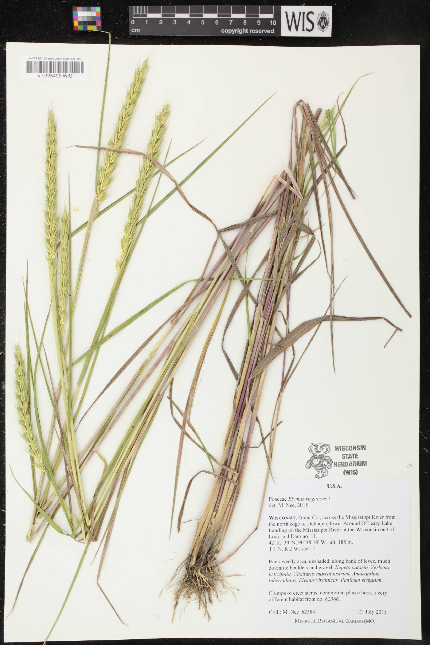 Elymus virginicus image