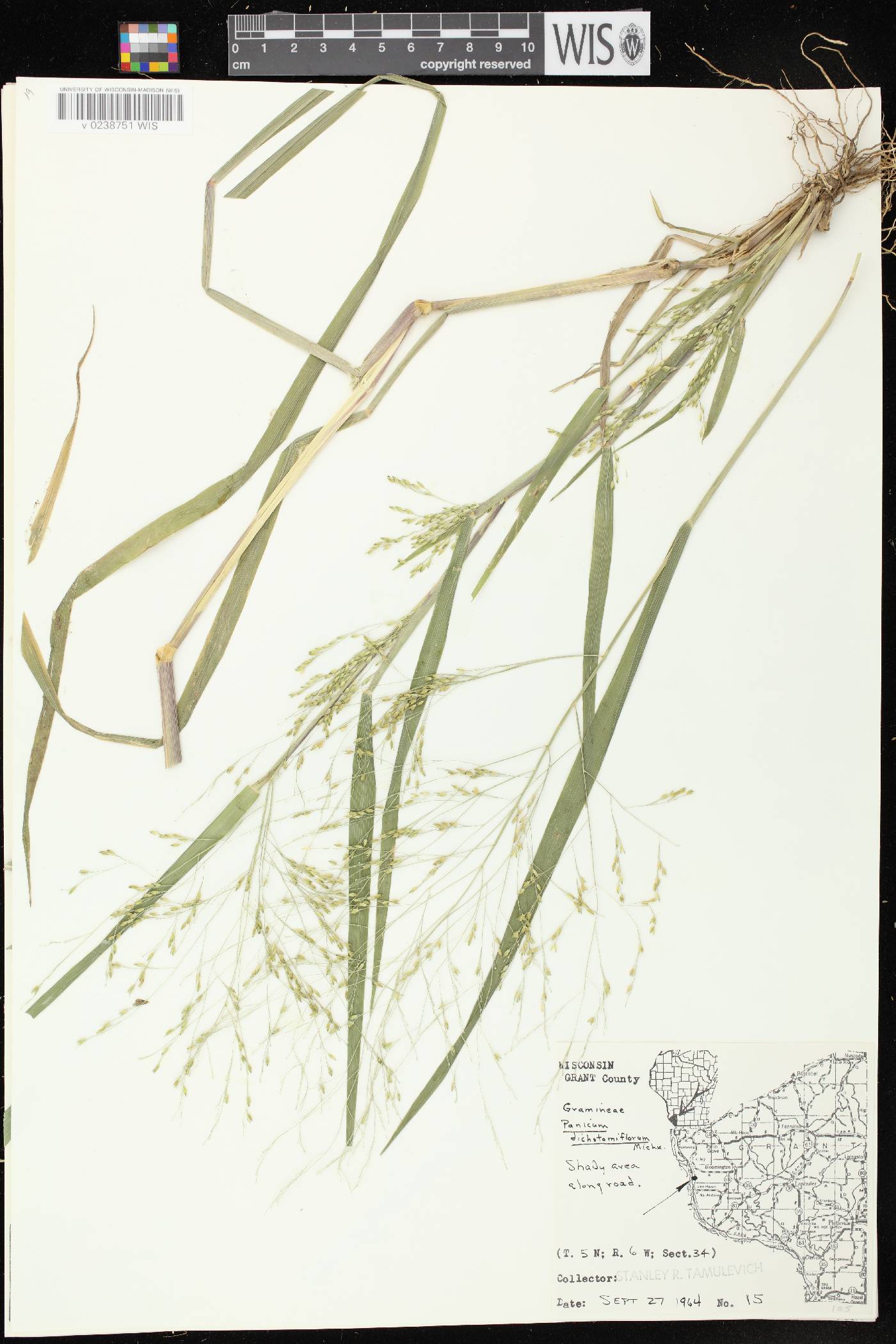 Panicum dichotomiflorum subsp. dichotomiflorum image