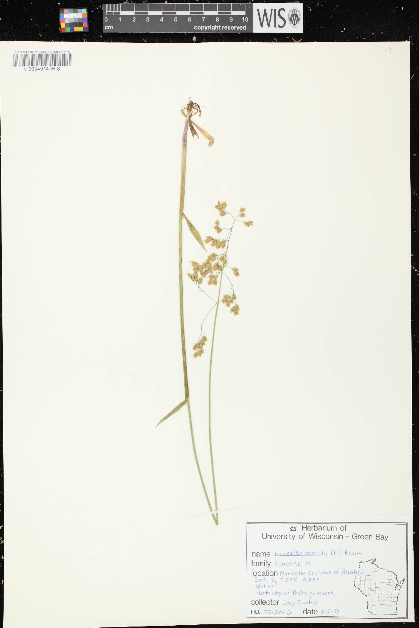 Anthoxanthum hirtum subsp. arcticum image